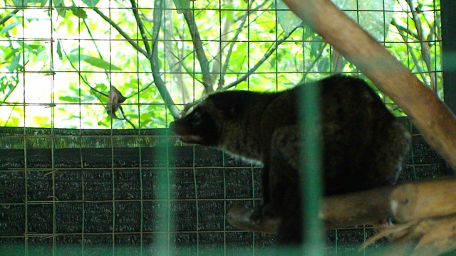 Common palm civet