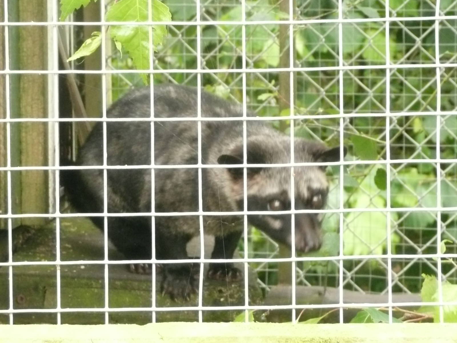 Common palm civet