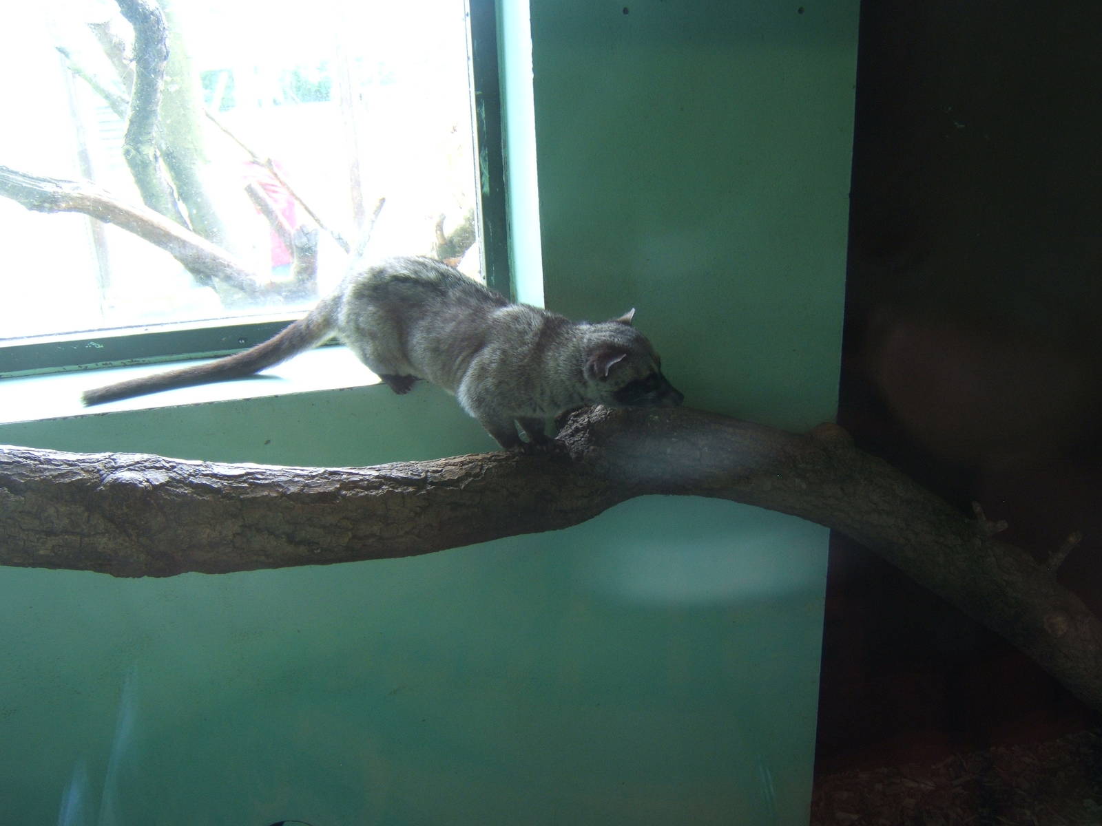 Common Palm Civet