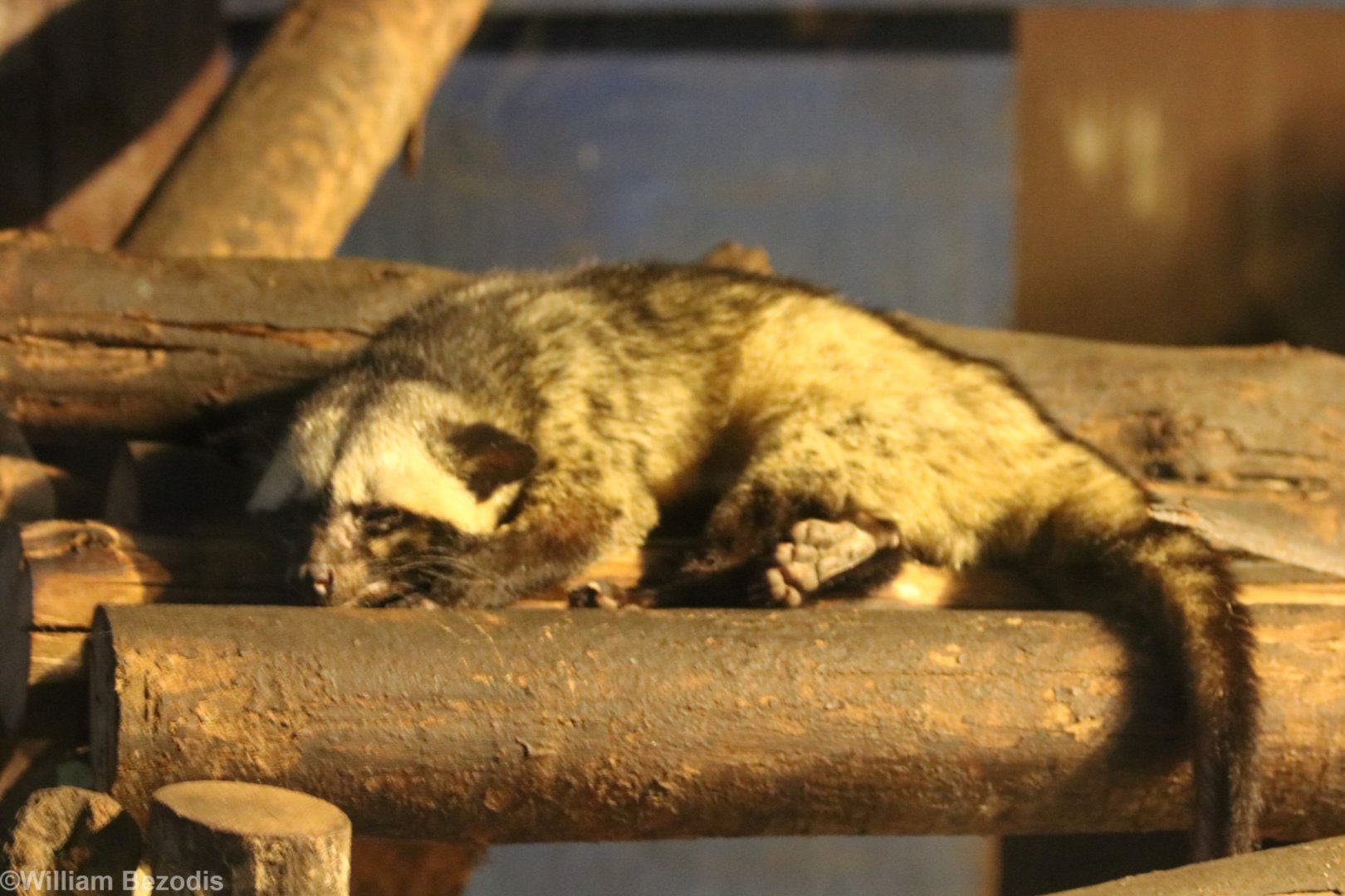 Common Palm Civet