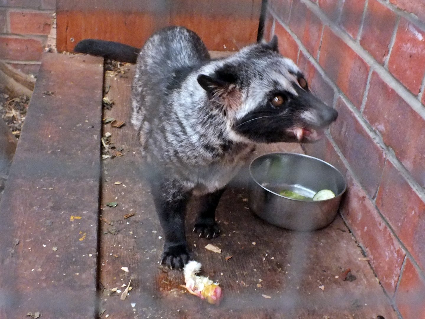 Common palm civet