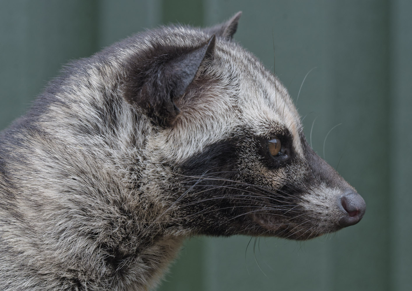 Common palm civet