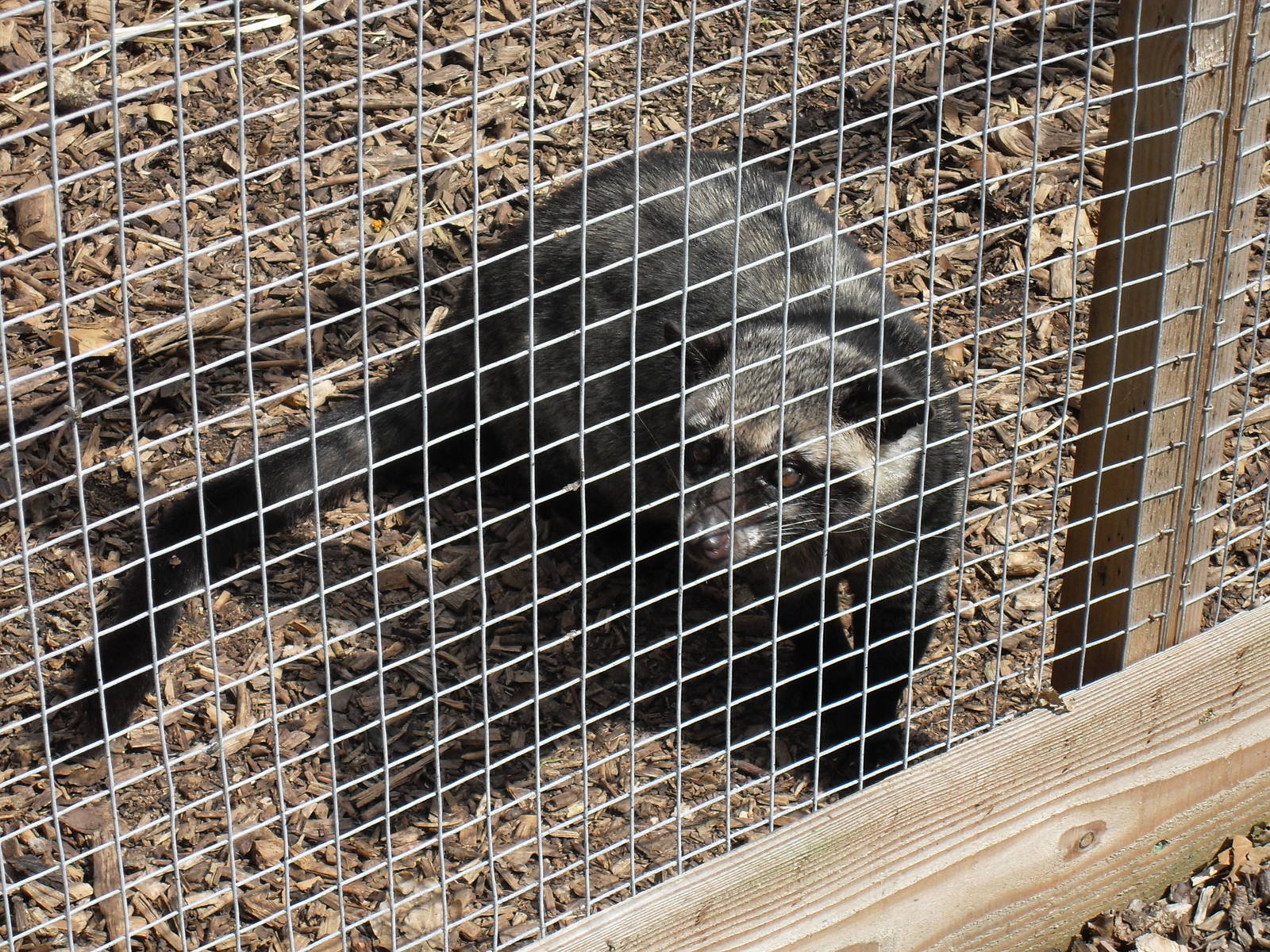 common palm civet1 07/10