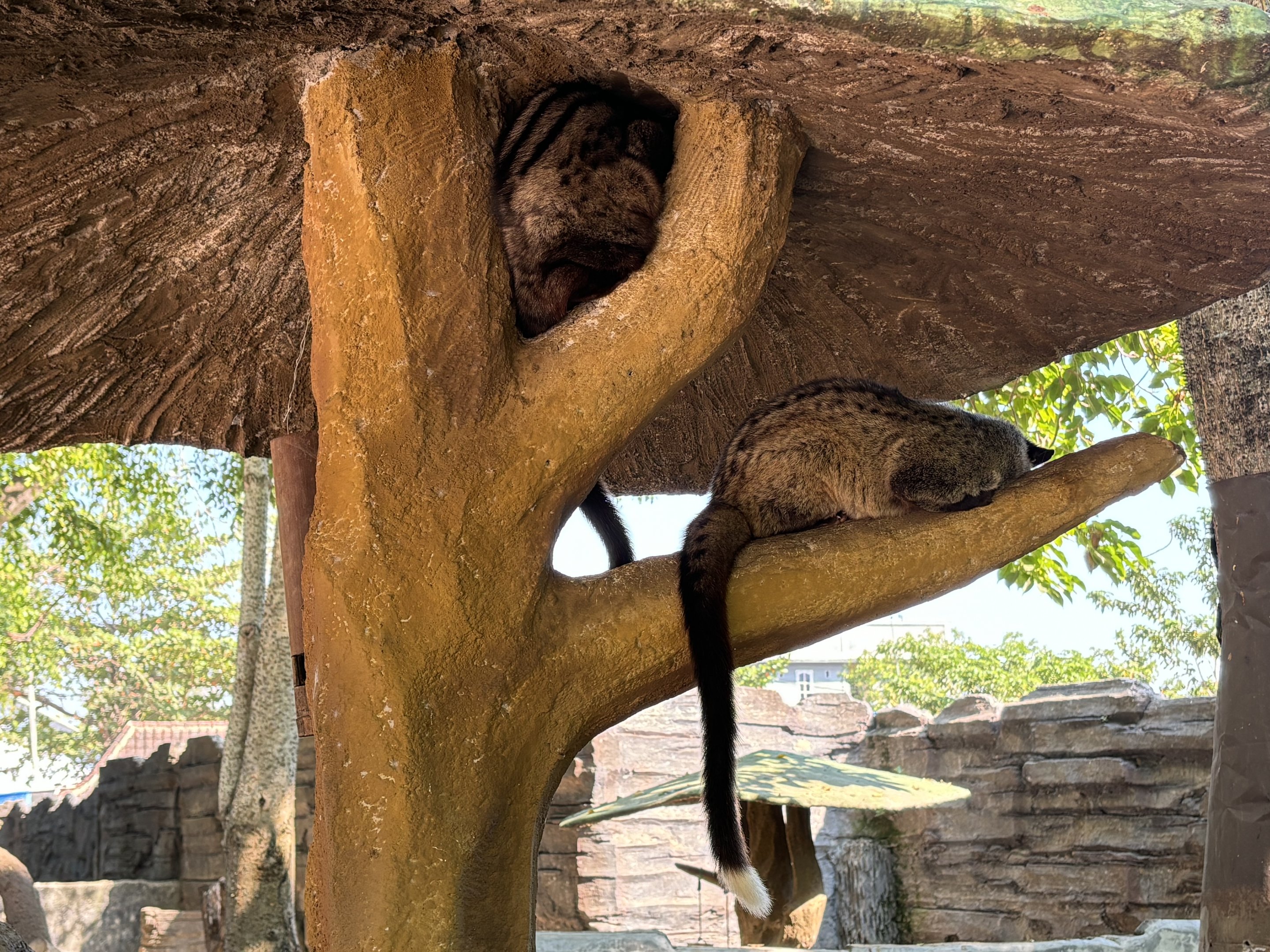 Common Palm Civets - Solo Safari