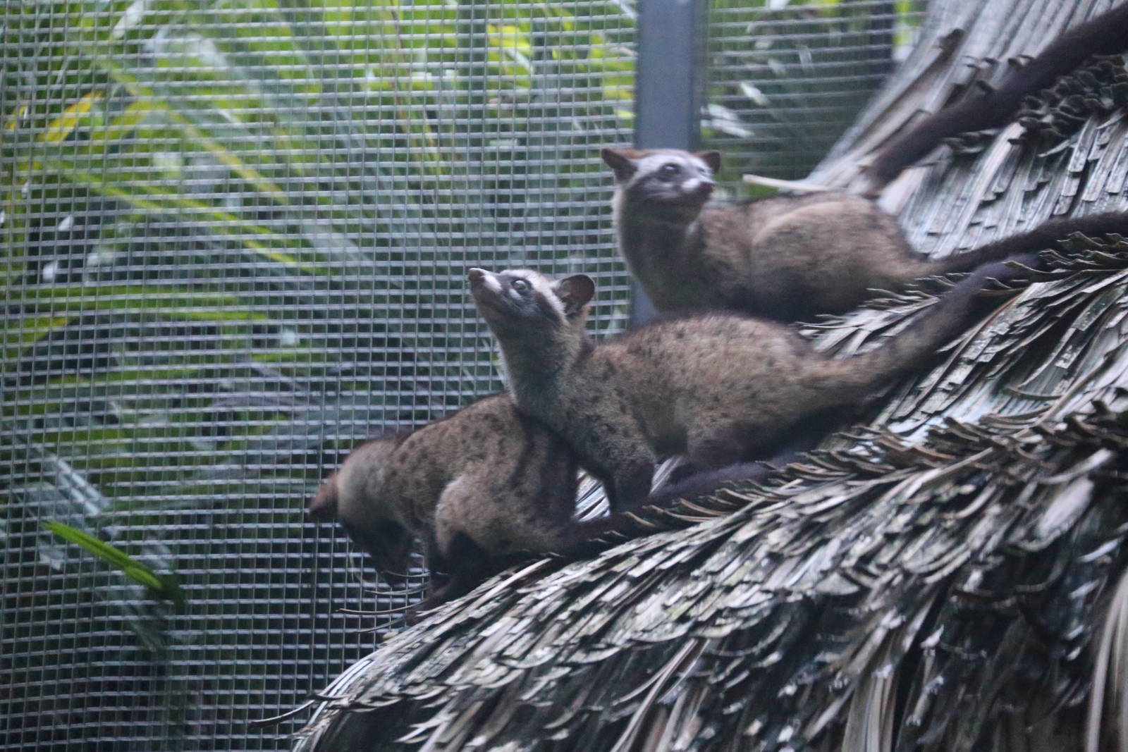 Common Palm Civets