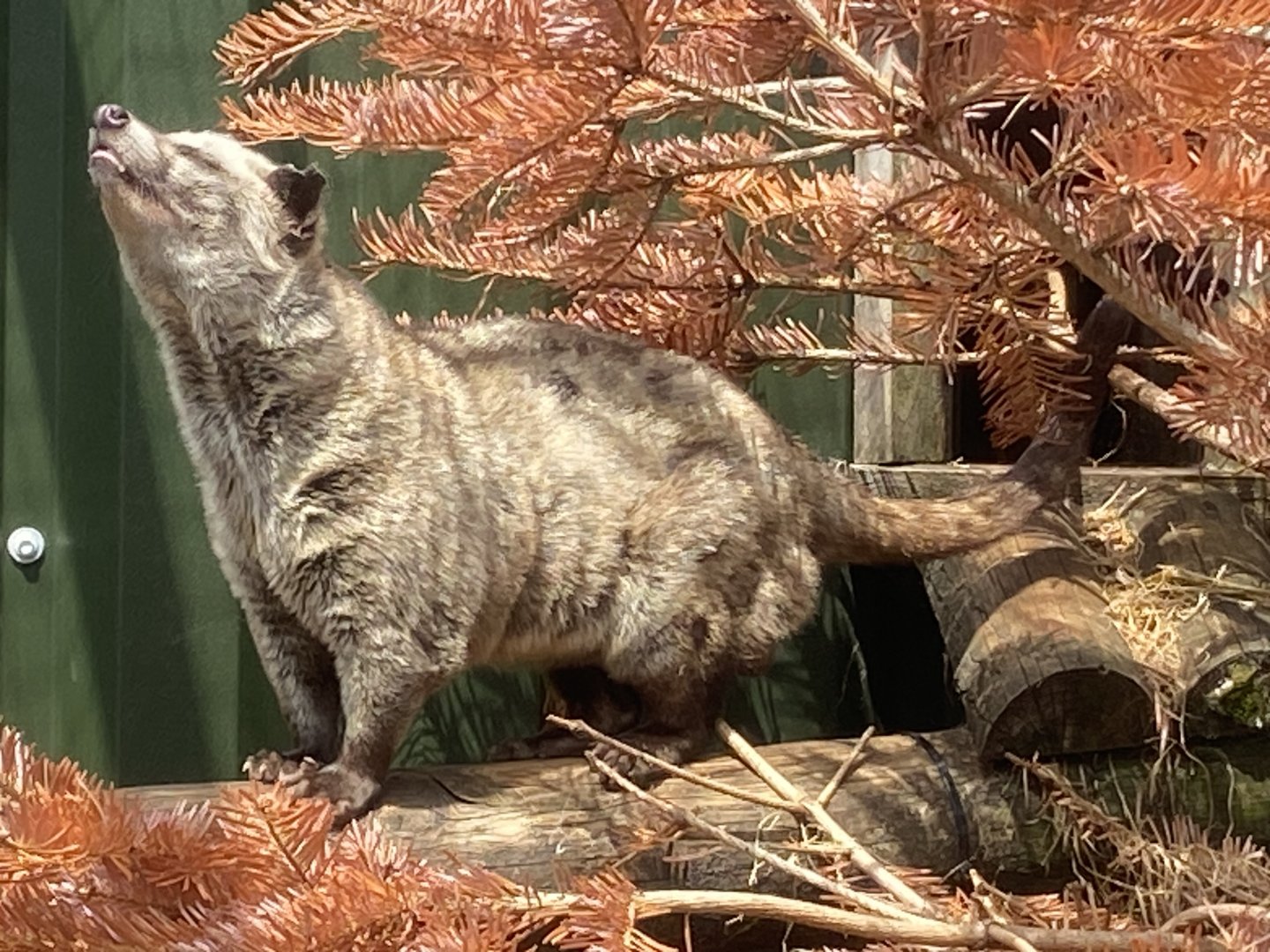 Common Pam civet 060625