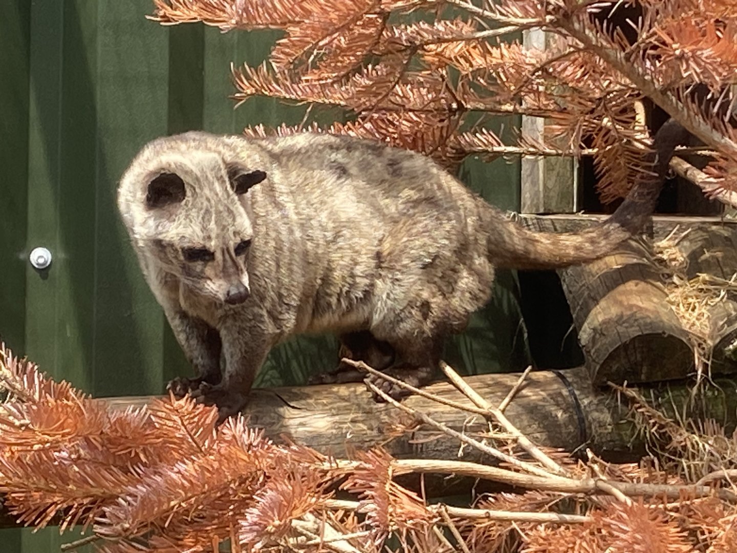 Common Pam civet 060625