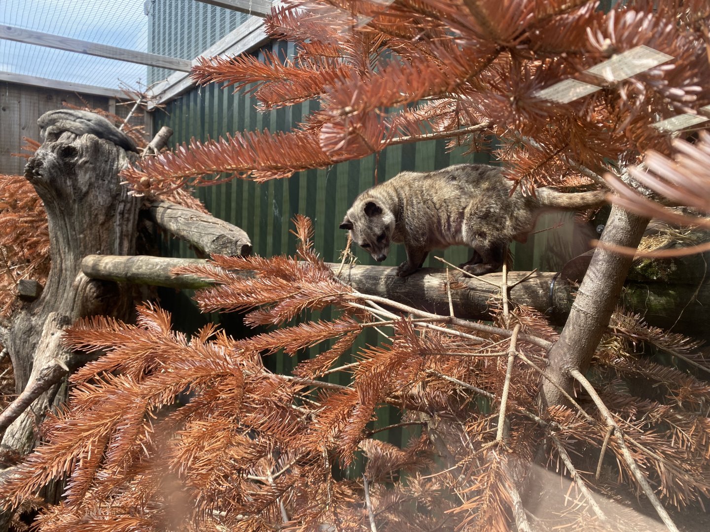 Common Pam civet enclosure 060625