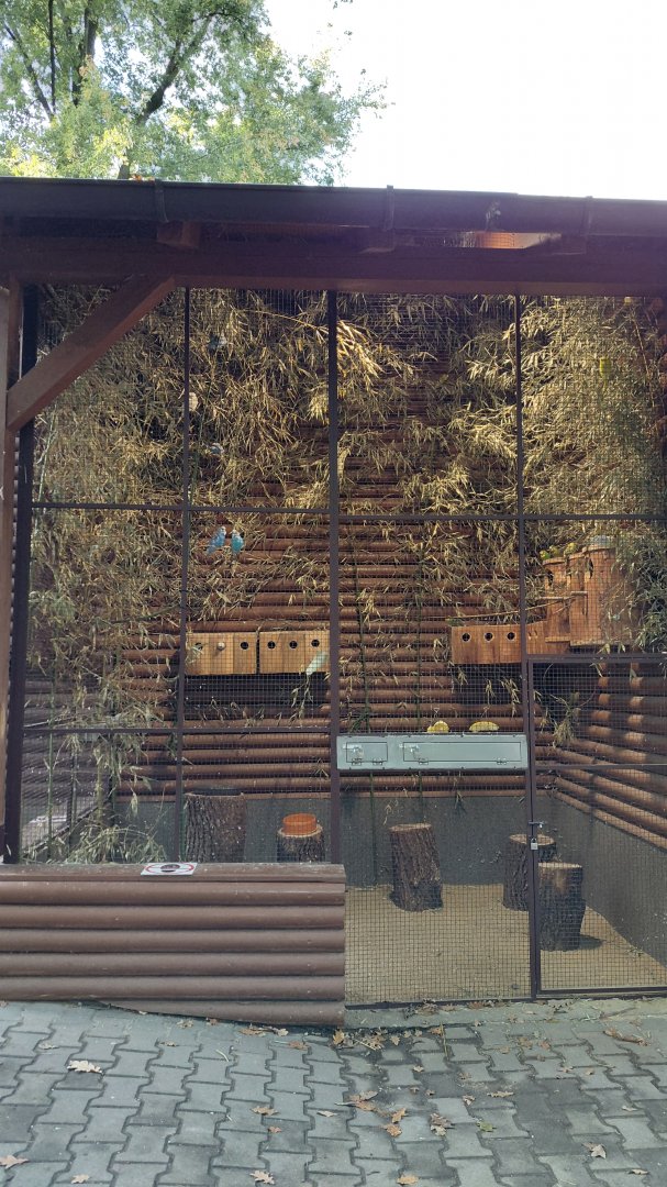 Common parakeet exhibit