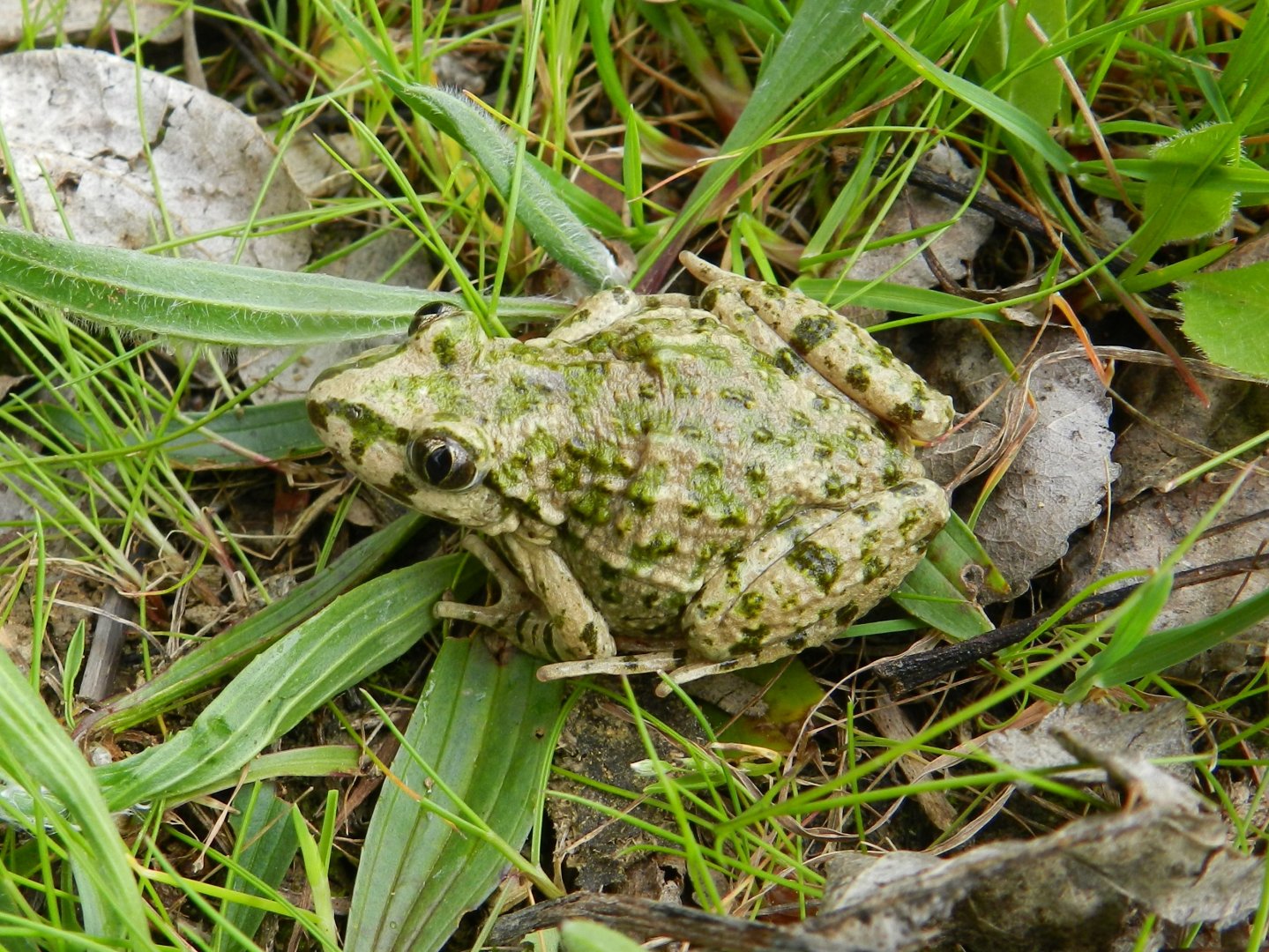 Common Parsley Frog, Pelodytes punctatus