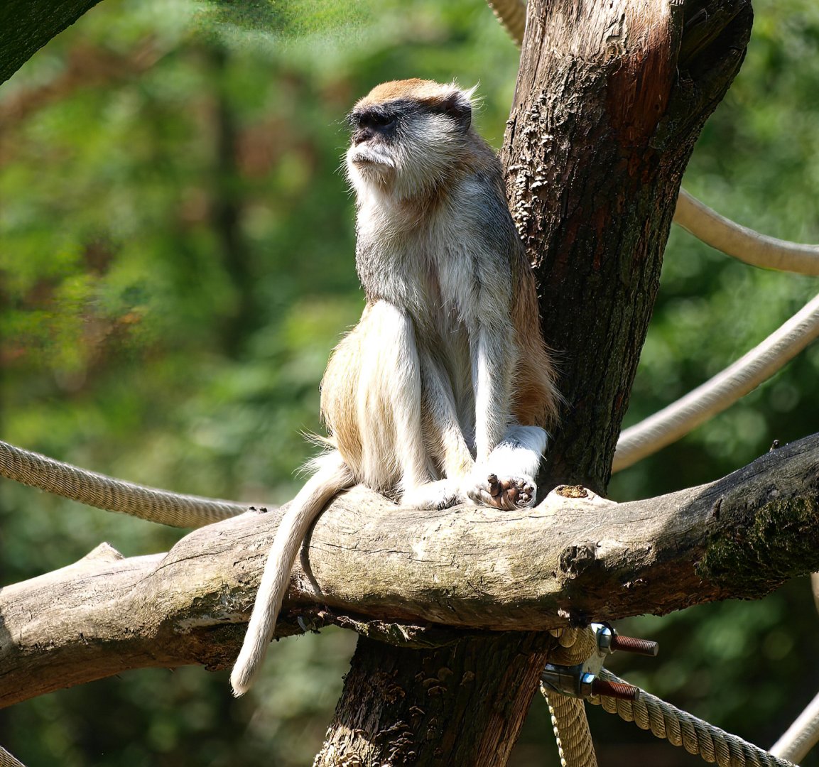 Common patas monkey (Erythrocebus patas patas), 2015-08-01