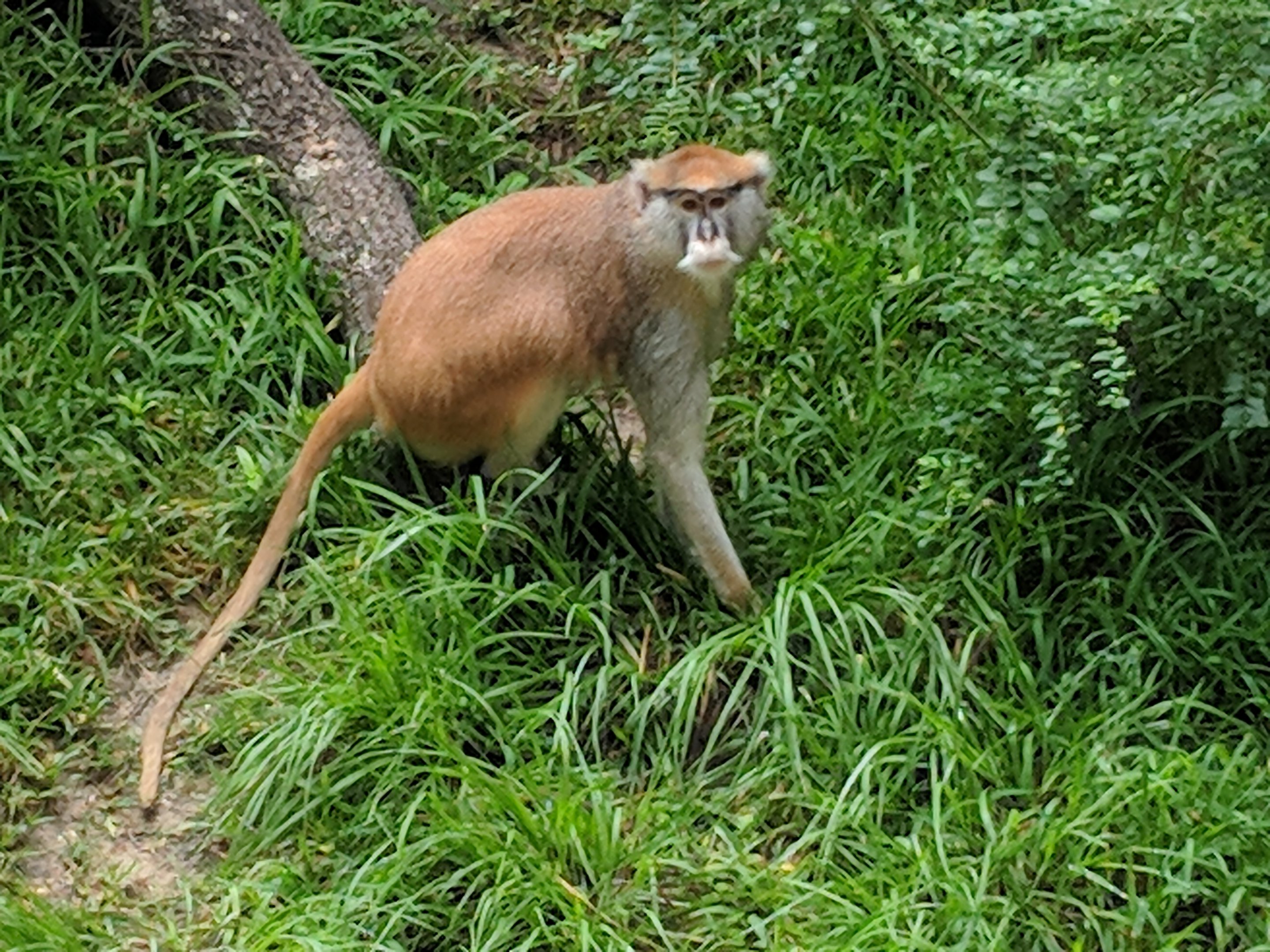 Common patas monkey (Erythrocebus patas)