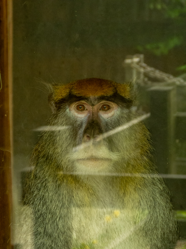 Common patas monkey (Erythrocebus patas)