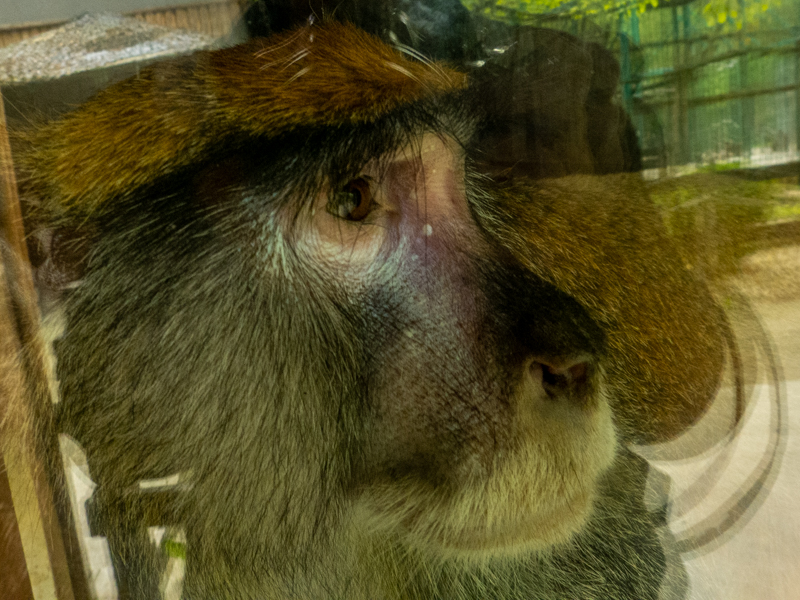 Common patas monkey (Erythrocebus patas)