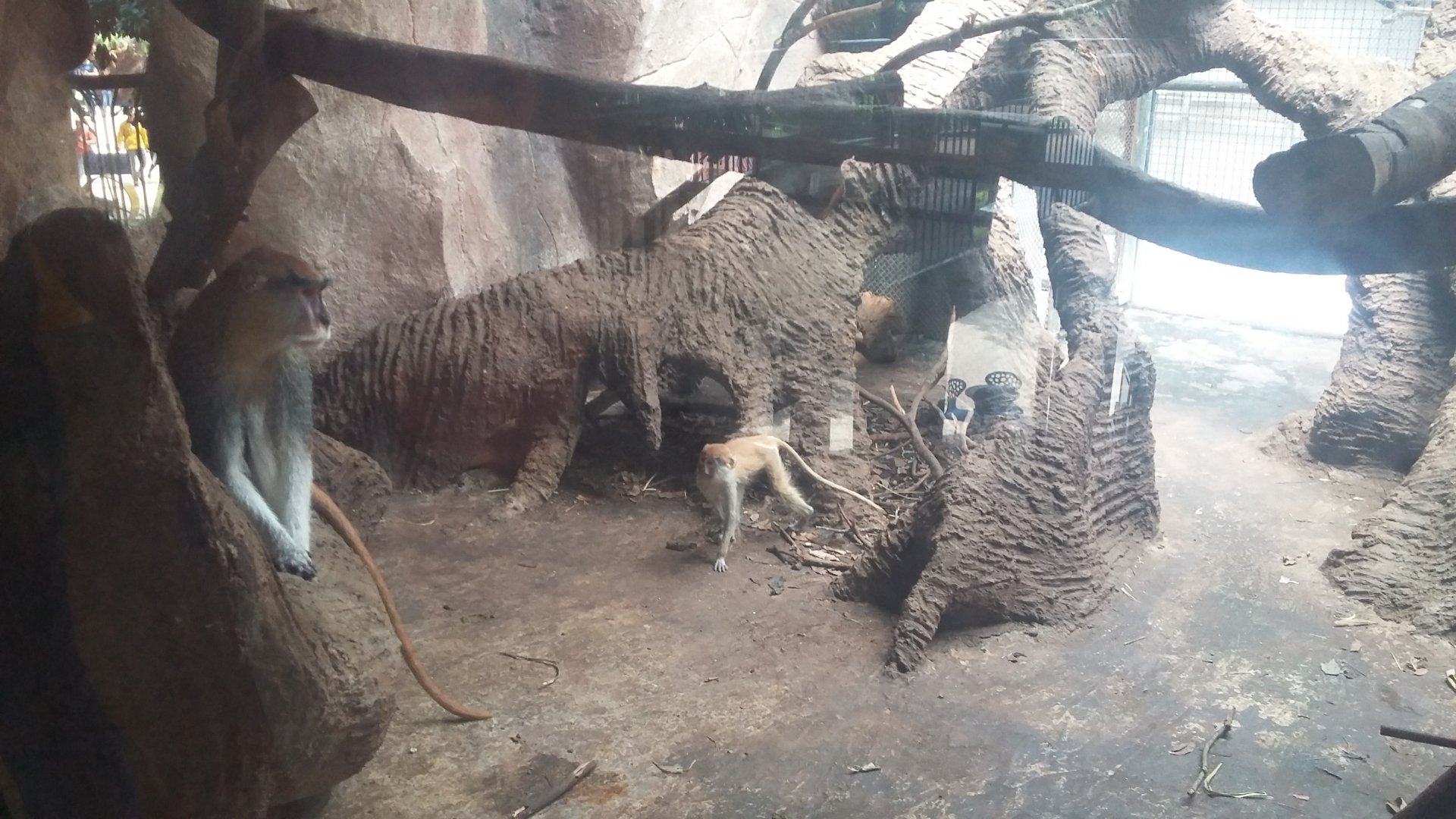 Common patas monkey (Erythrocebus patas)