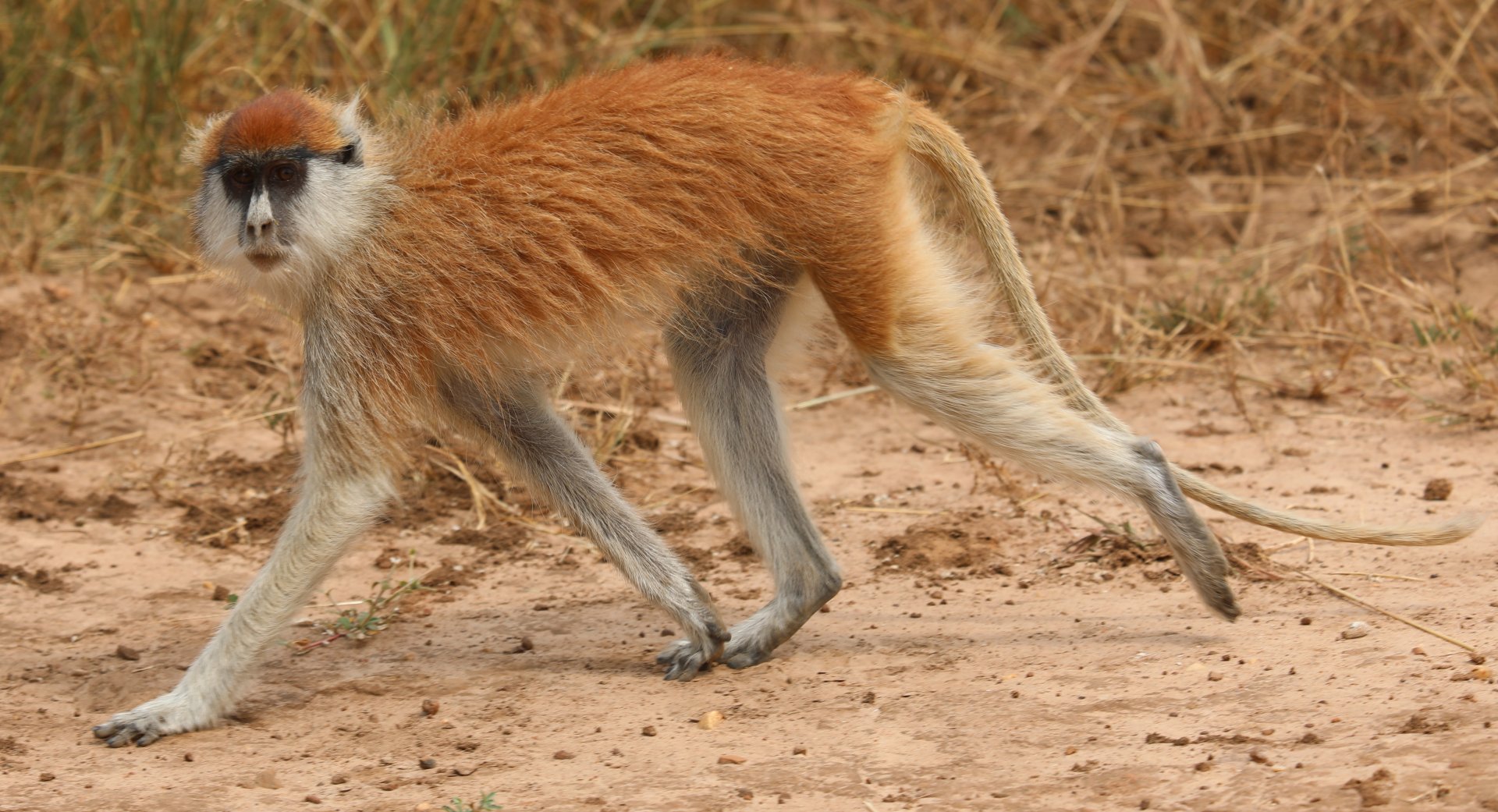 common patas monkey (Erythrocebus patas),