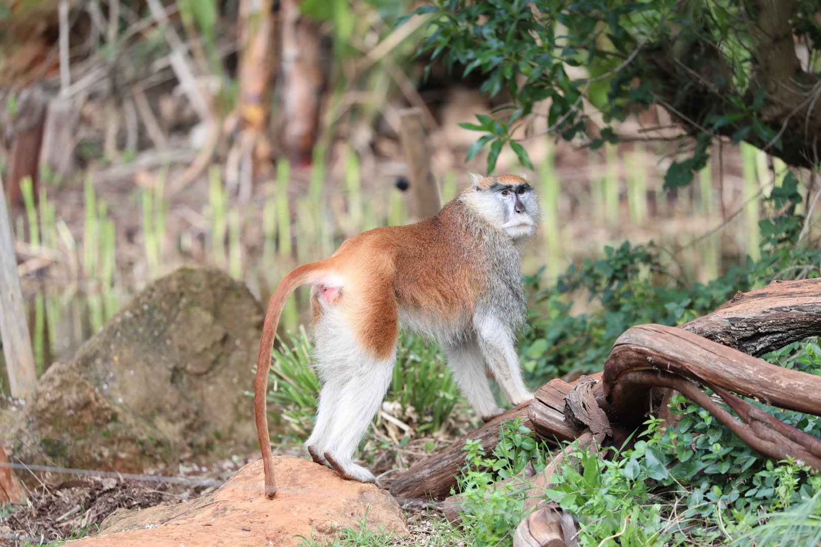 common patas monkey (Erythrocebus patas)