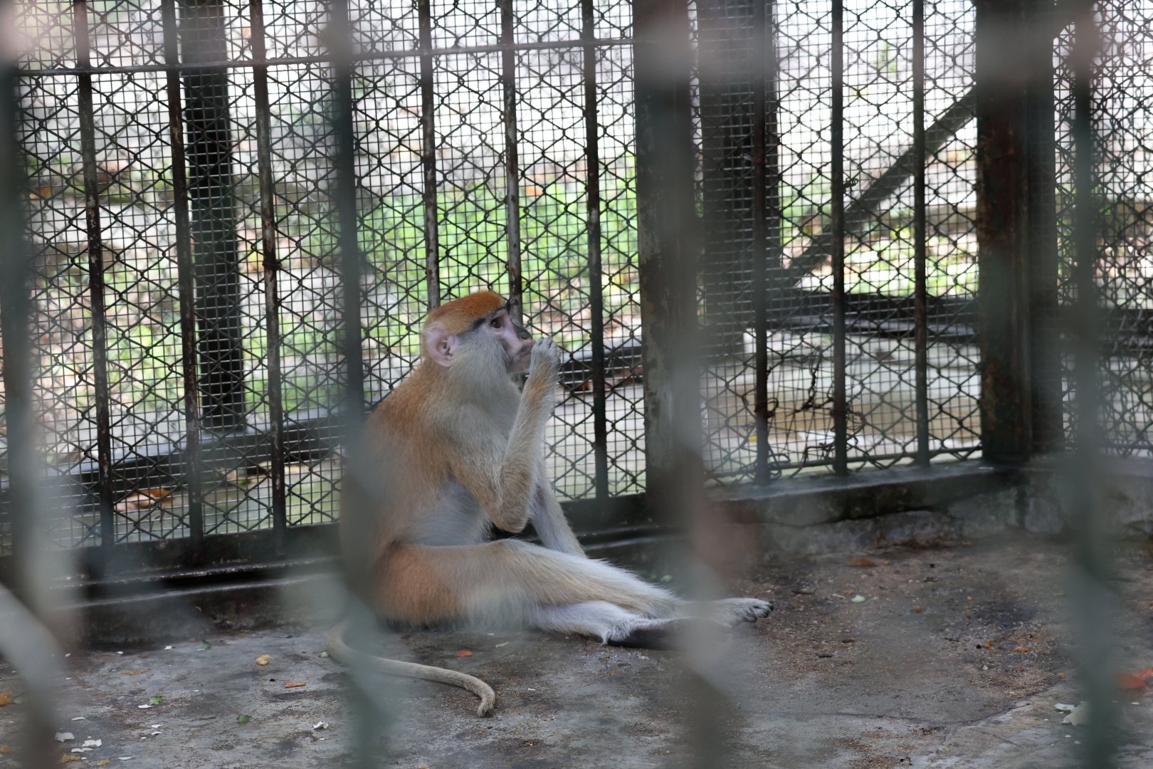 Common patas monkey (Erythrocebus patas)