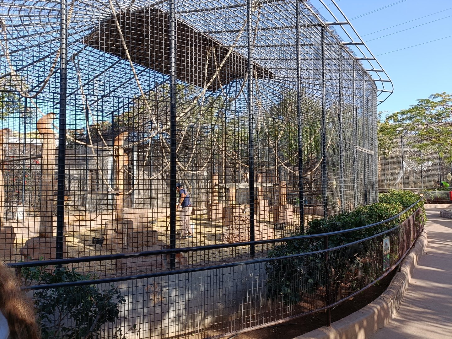 Common patas monkey exhibit