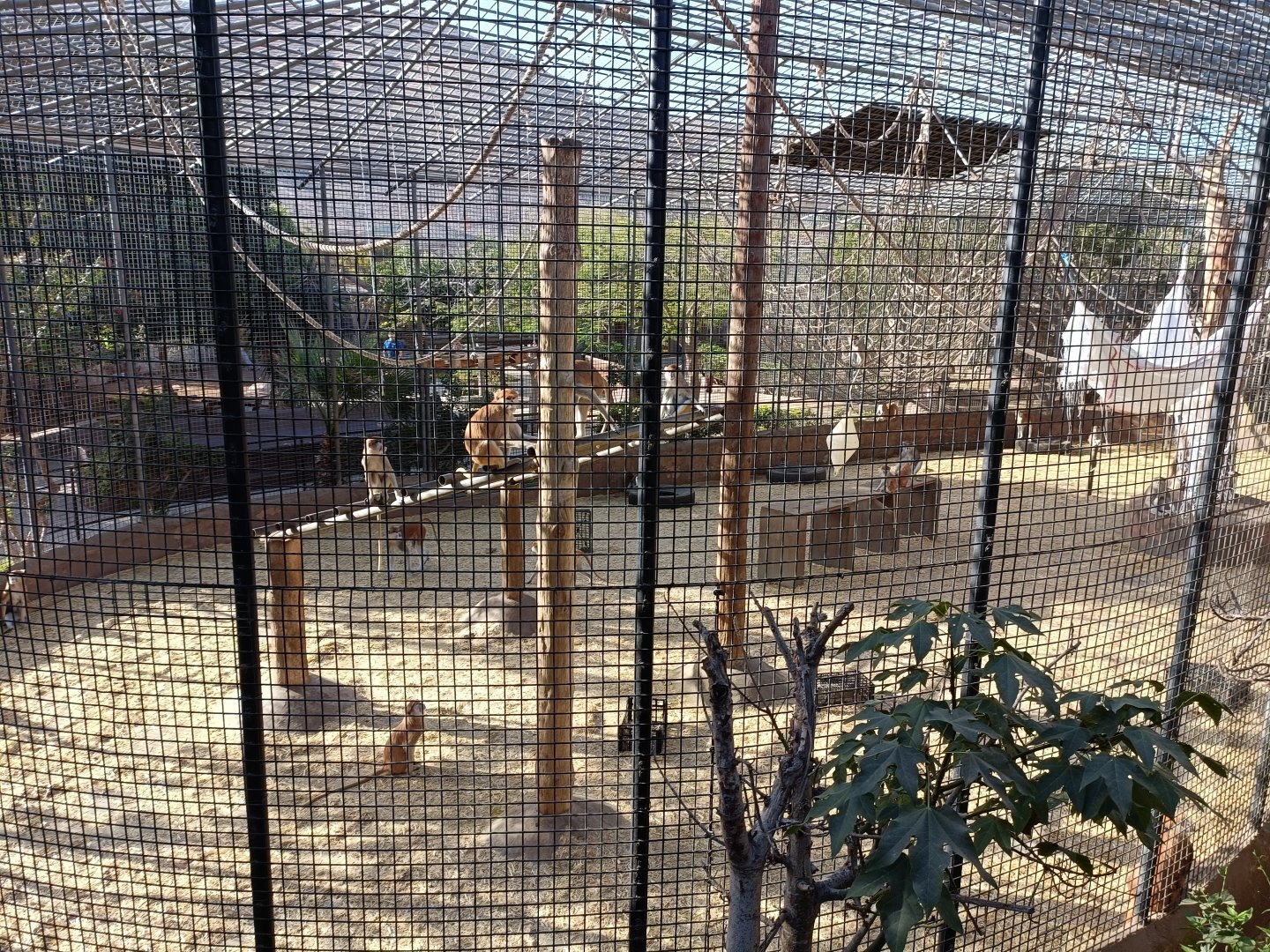 Common patas monkey exhibit
