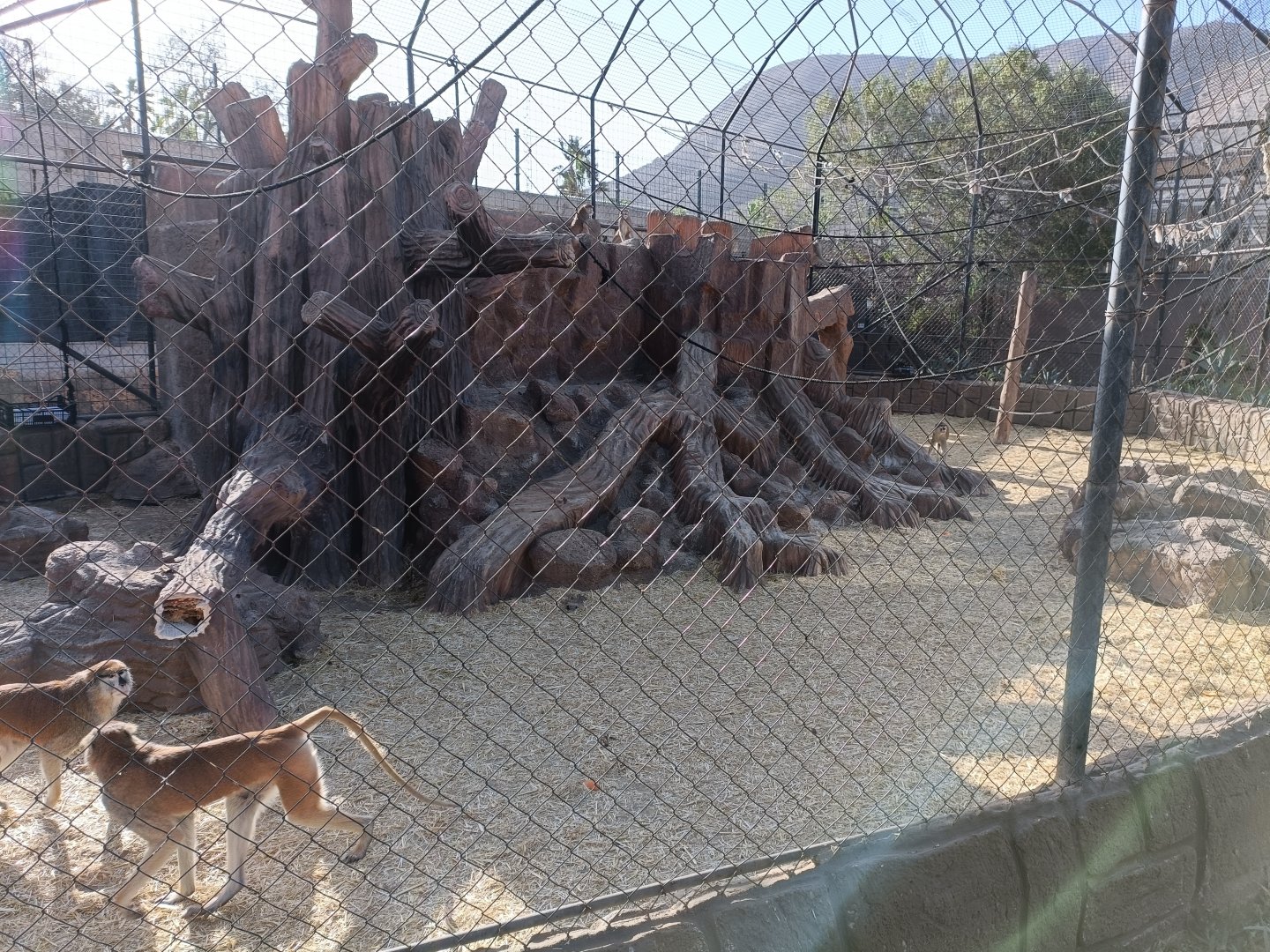 Common patas monkey exhibit