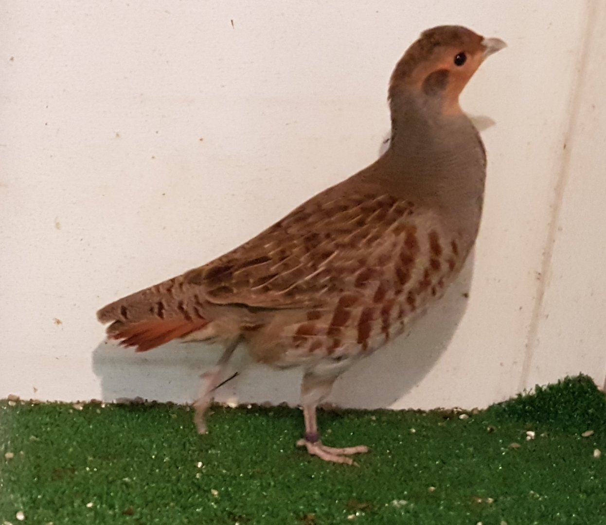 Common patridge - Perdix perdix