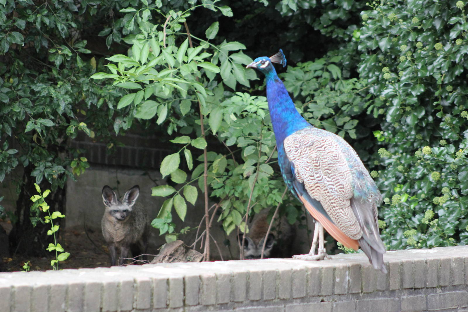 Common peafowl and South African bat-eared fox
