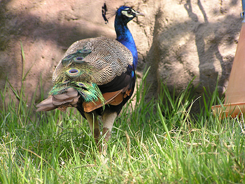 Common Peafowl in Antalya Zoo