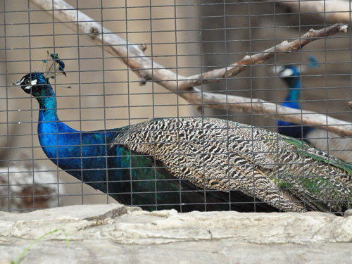 Common Peafowl in Kishinev Zoo