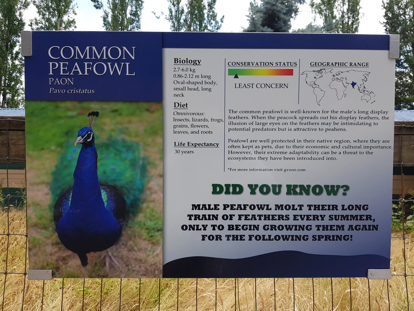Common Peafowl Sign