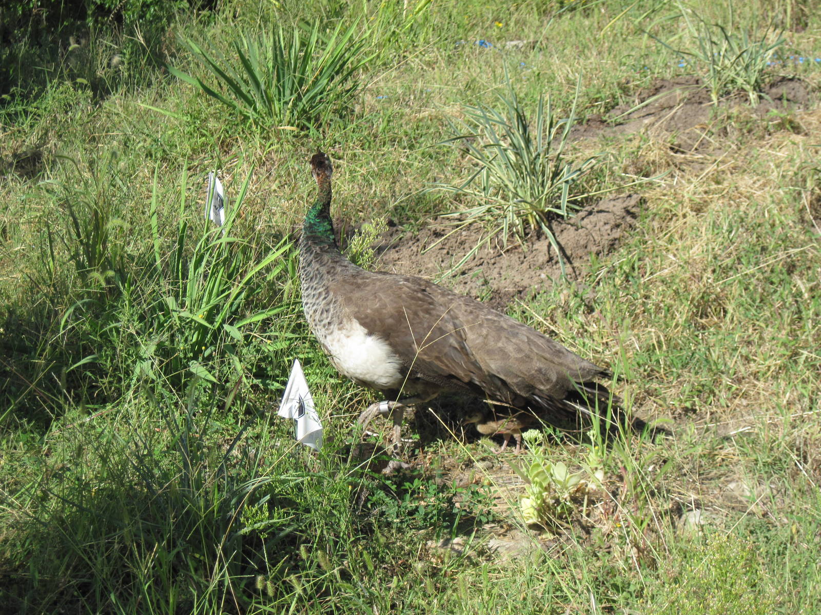 Common Peafowl
