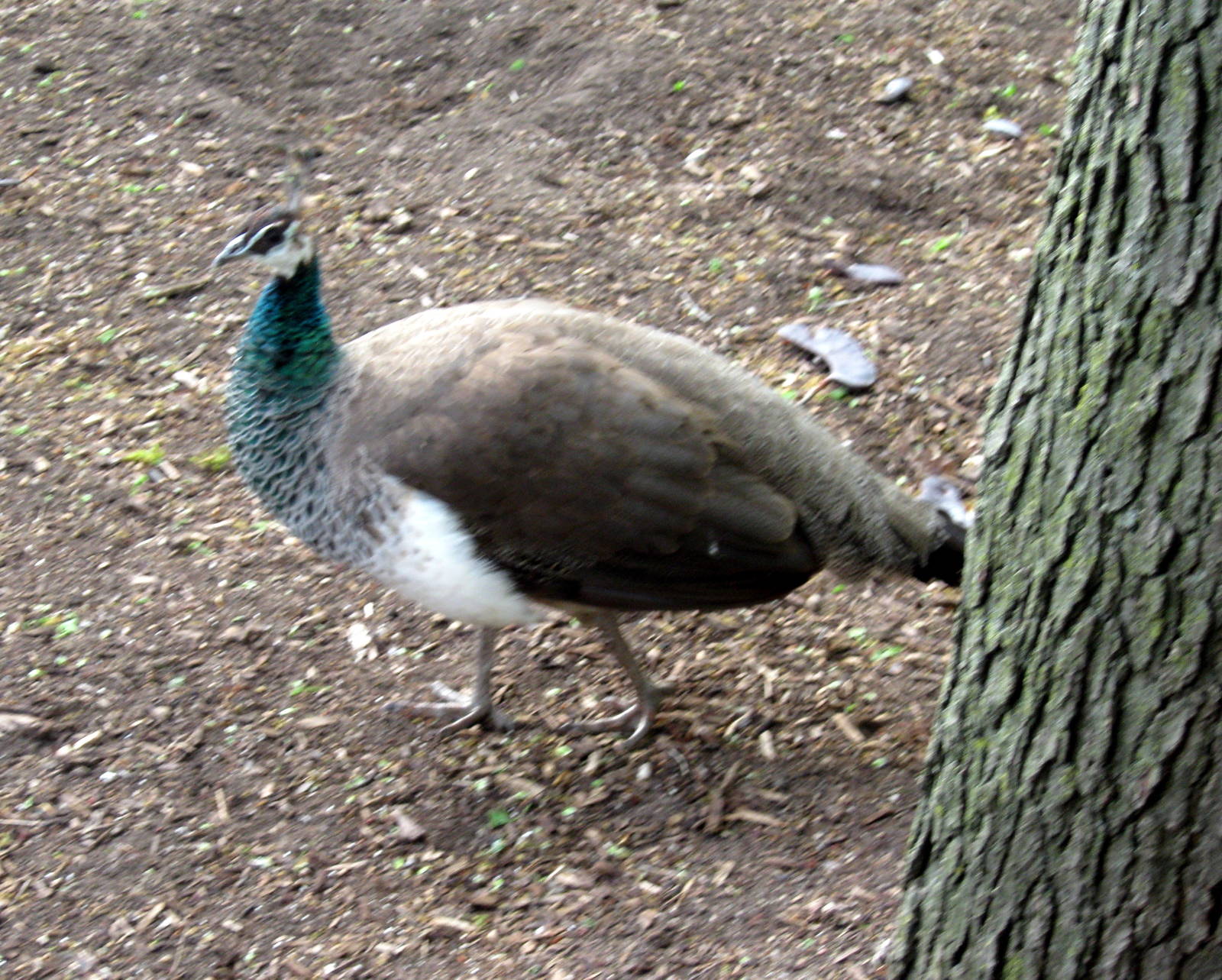 Common Peafowl