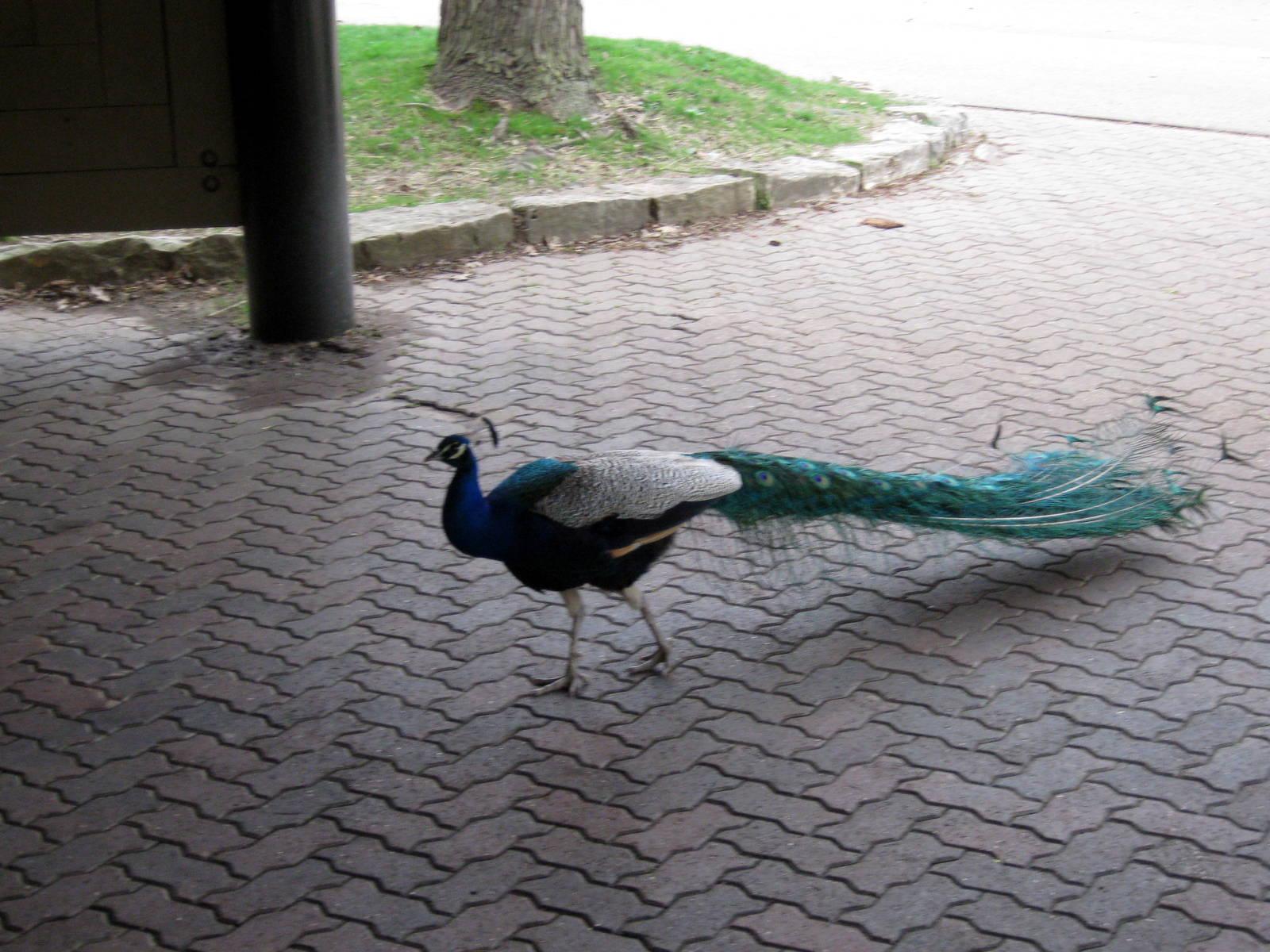 Common Peafowl