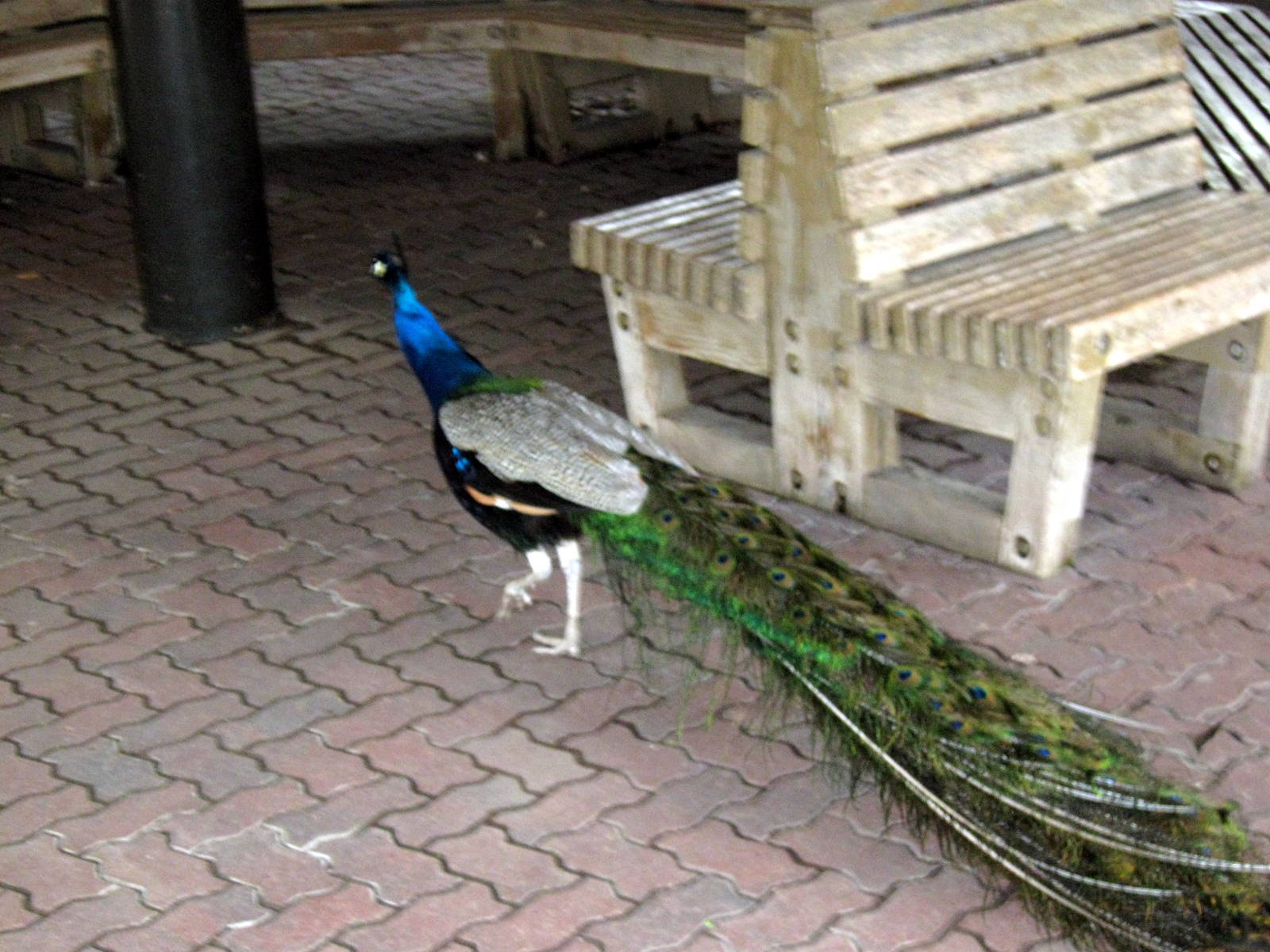 Common Peafowl