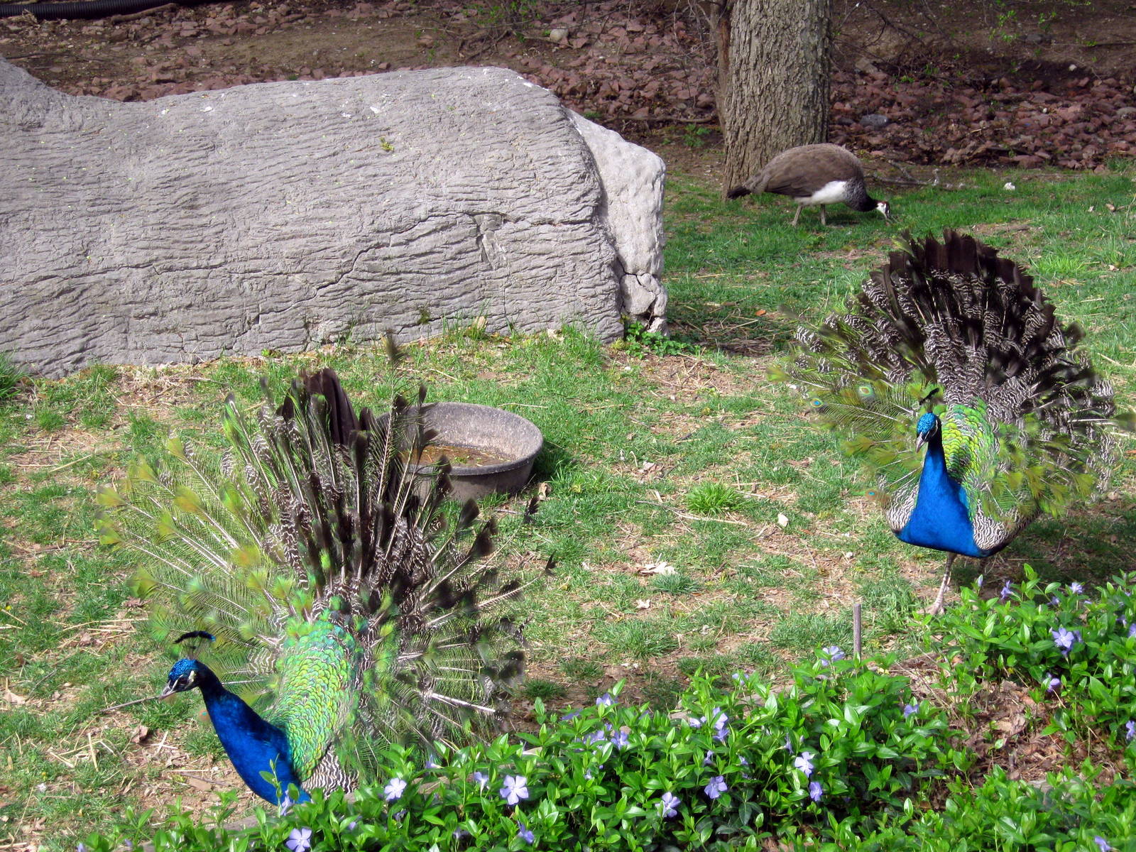 Common Peafowls