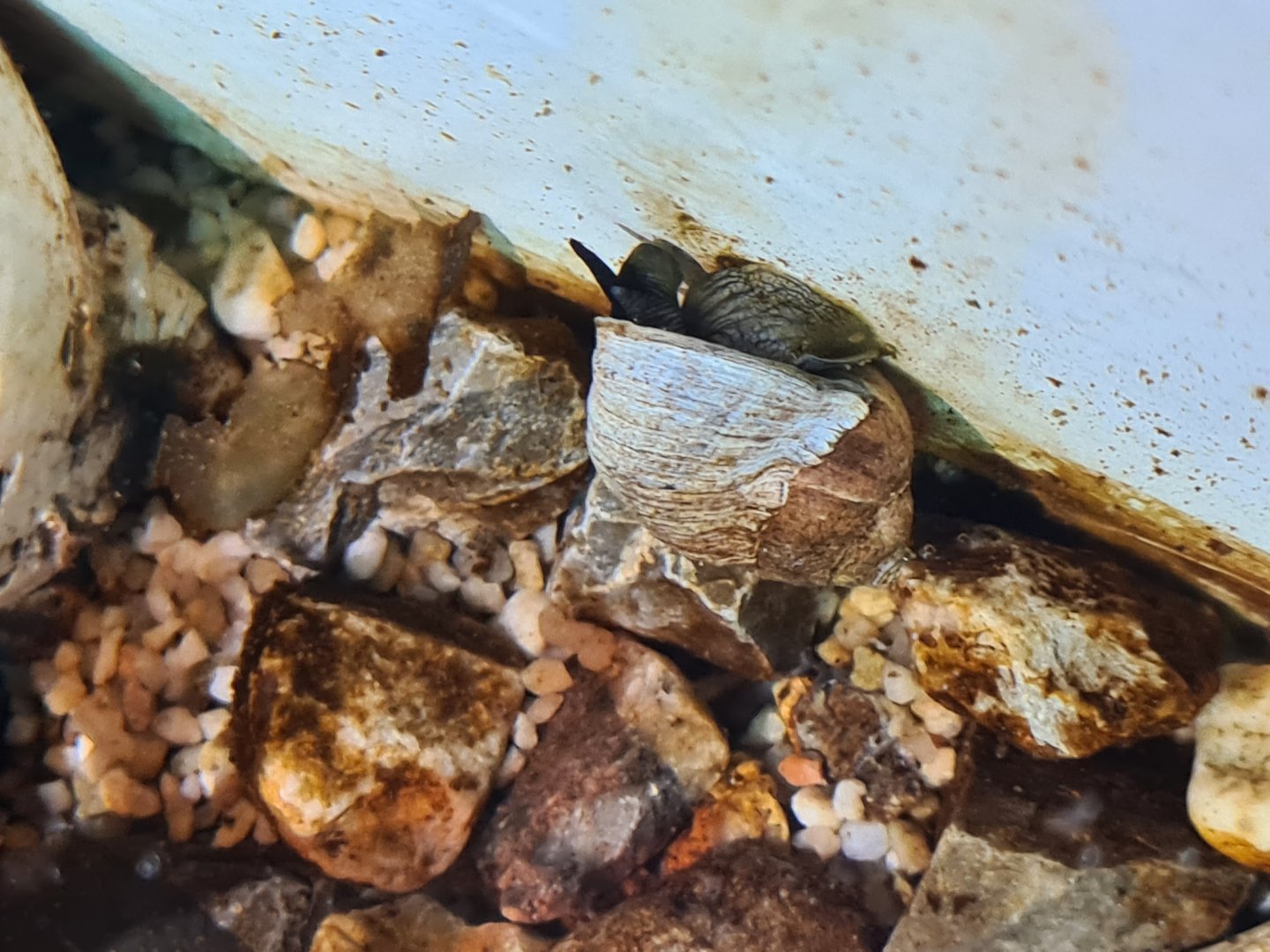 Common periwinkle in rock pool tanks