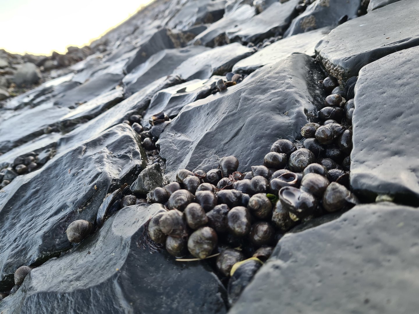 Common periwinkles on Texel