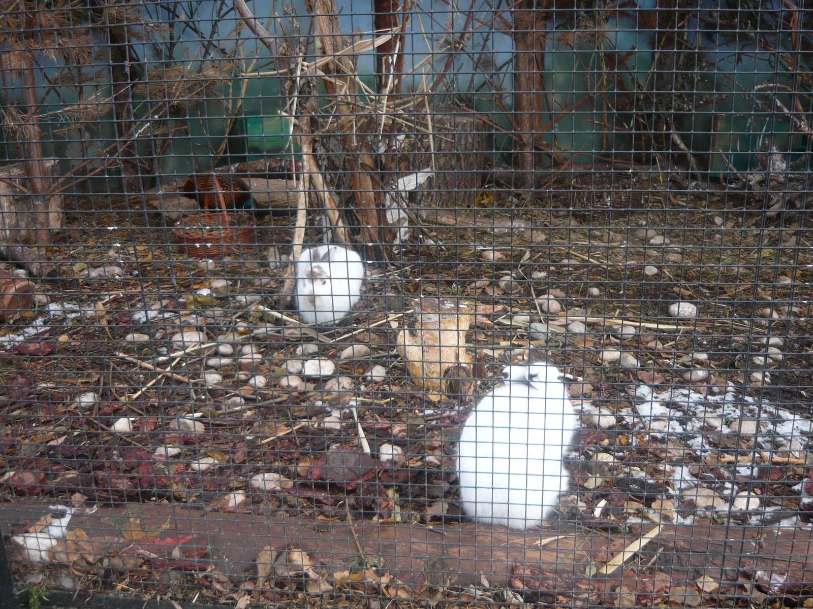 Common pheasant and Mountain hare enclosure