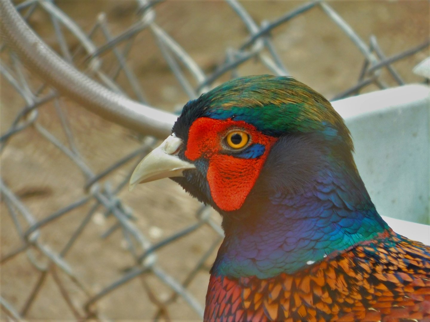 Common Pheasant at Karatay Zoo