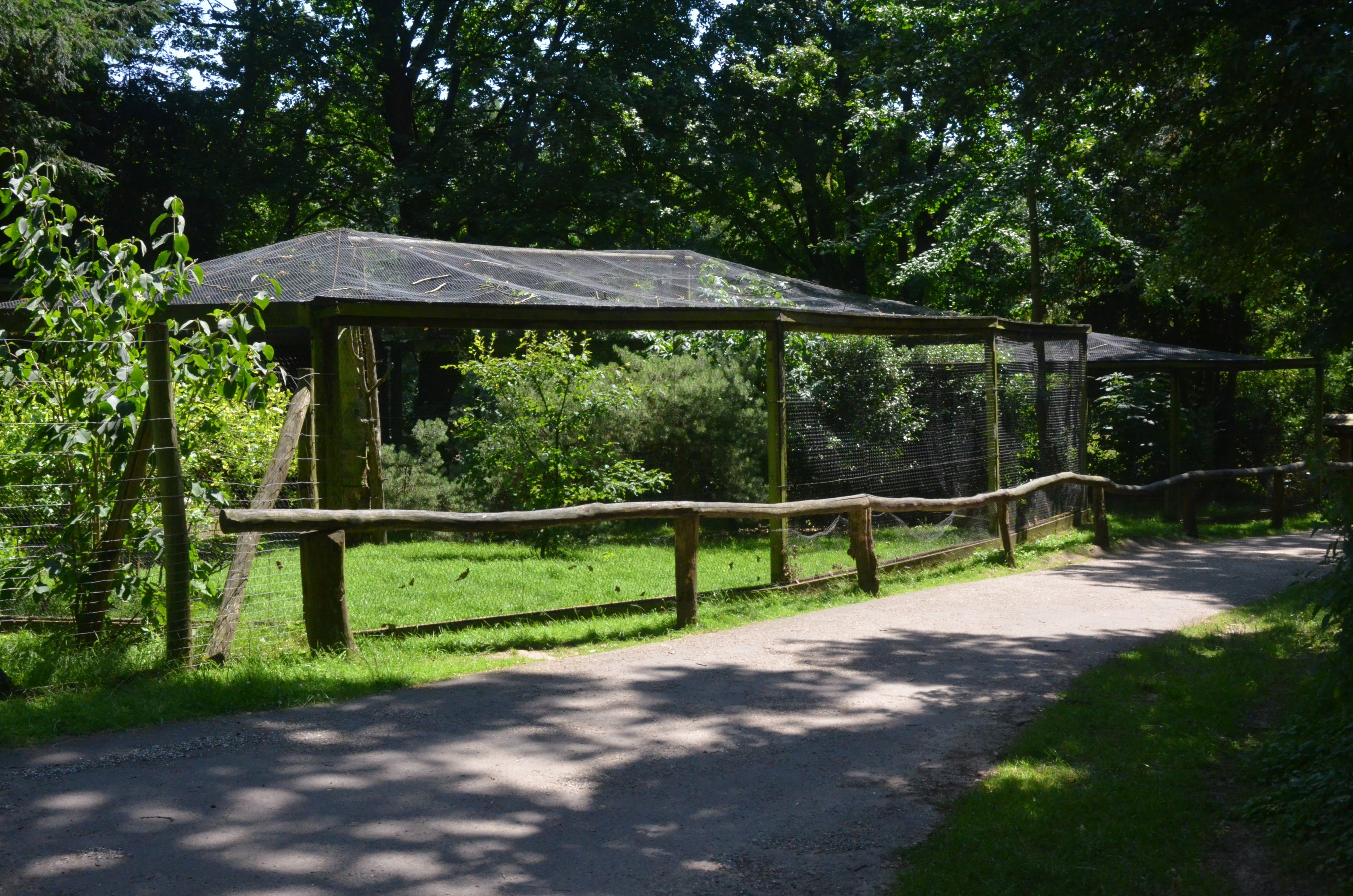 Common Pheasant Aviaries at Wildpark Grafenberger Wald, 23/06/2019