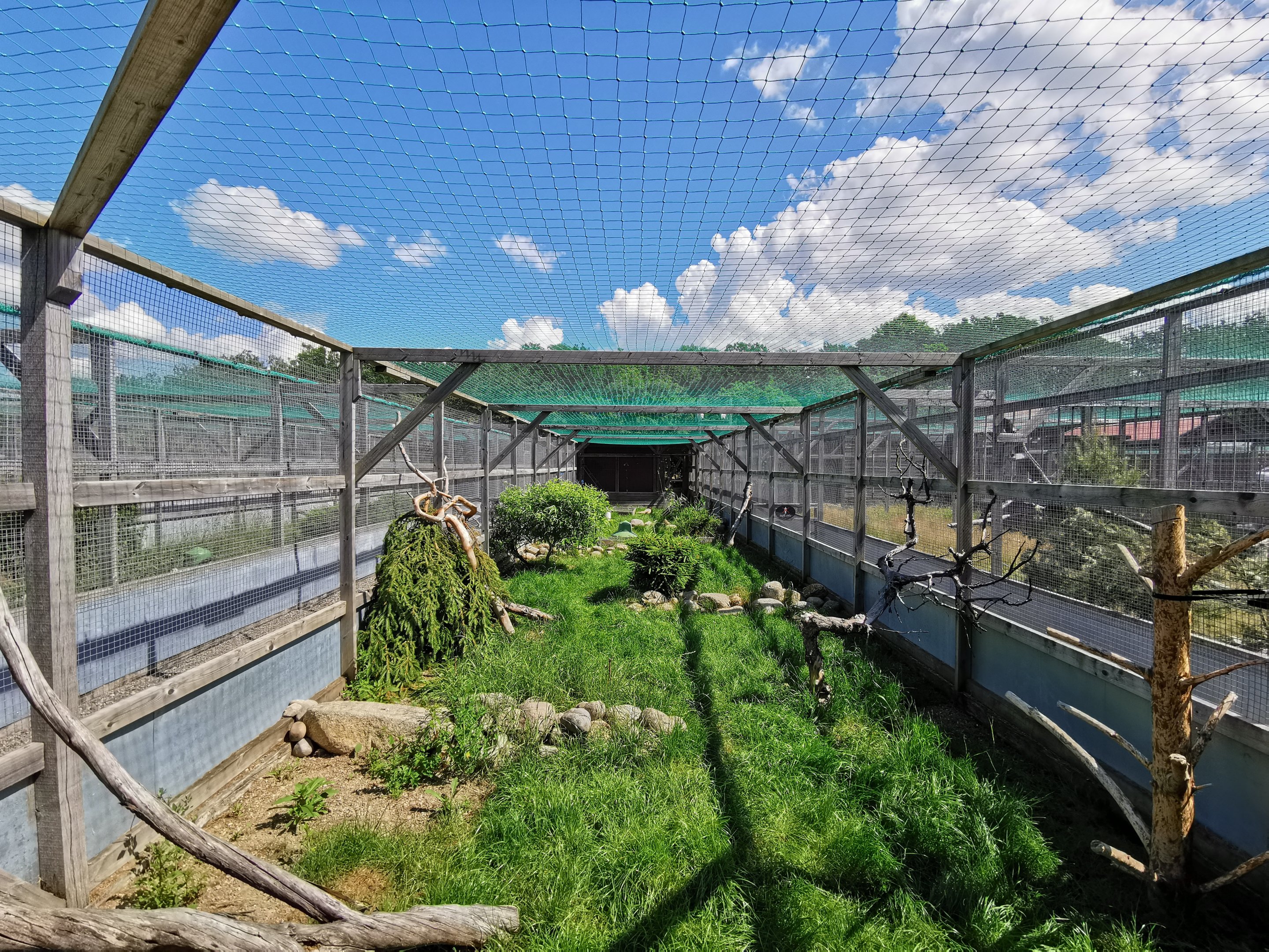 Common pheasant aviary