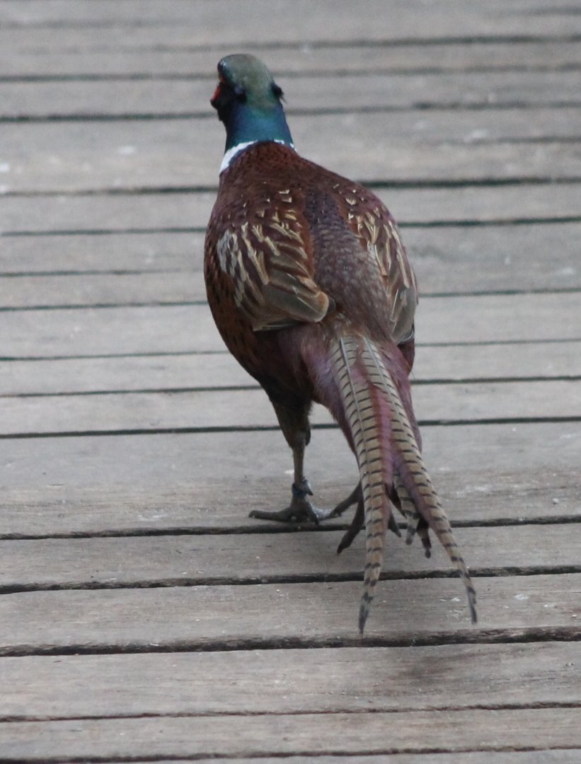 Common pheasant - backside