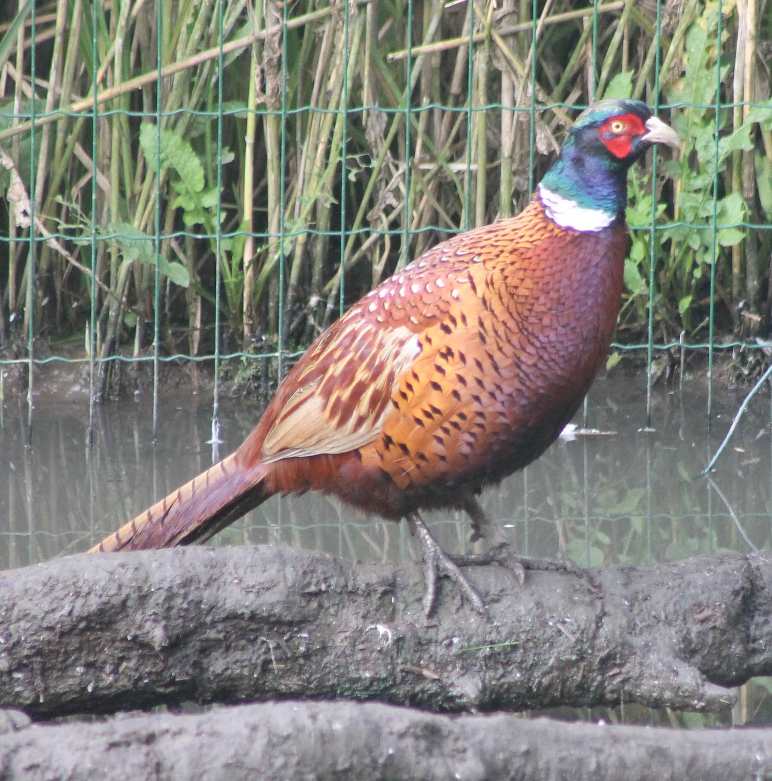 Common pheasant cock