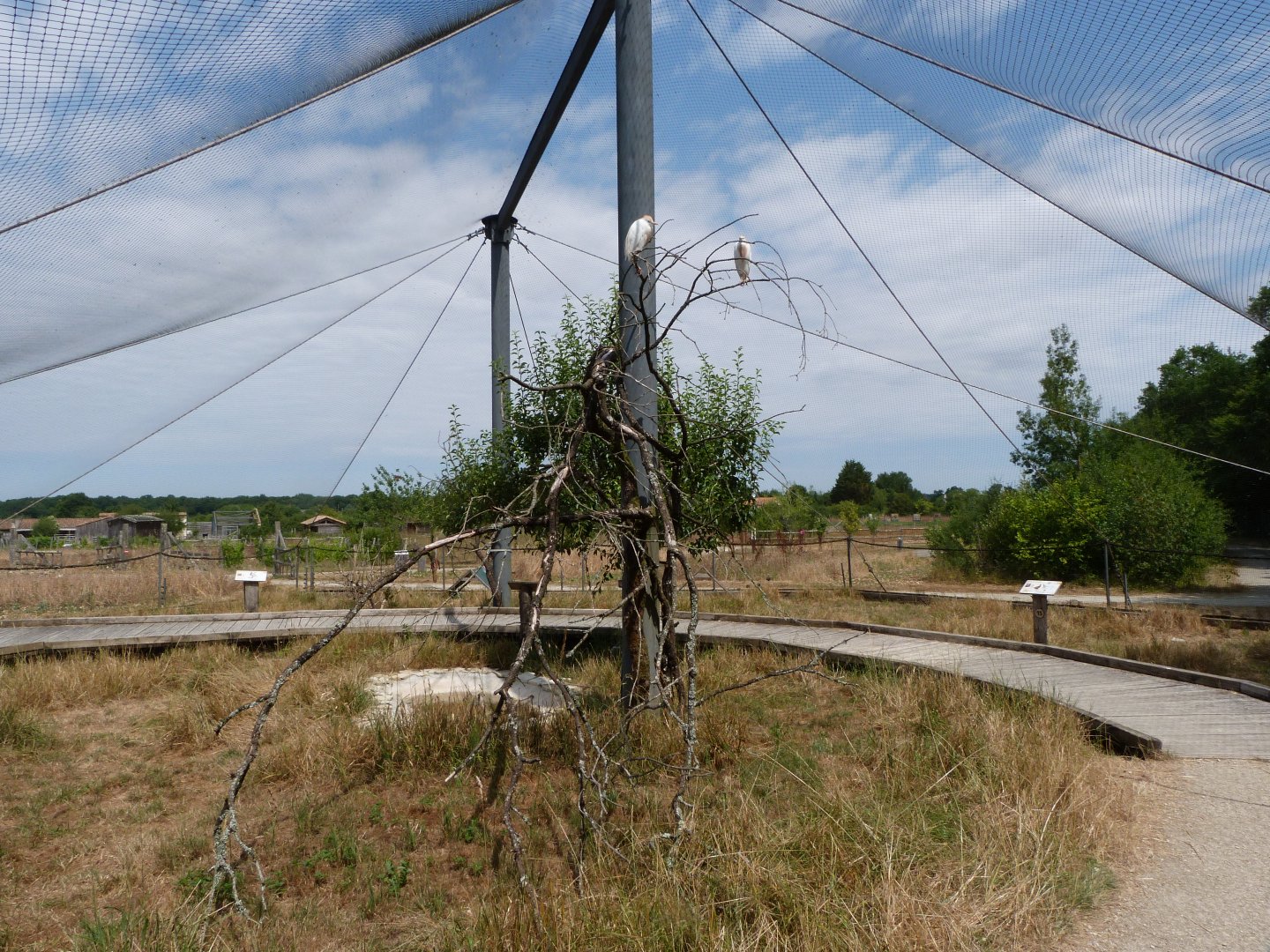 Common pheasant, Eurasian collared dove and Western cattle egret exhibit -Zoodyssée (2025)