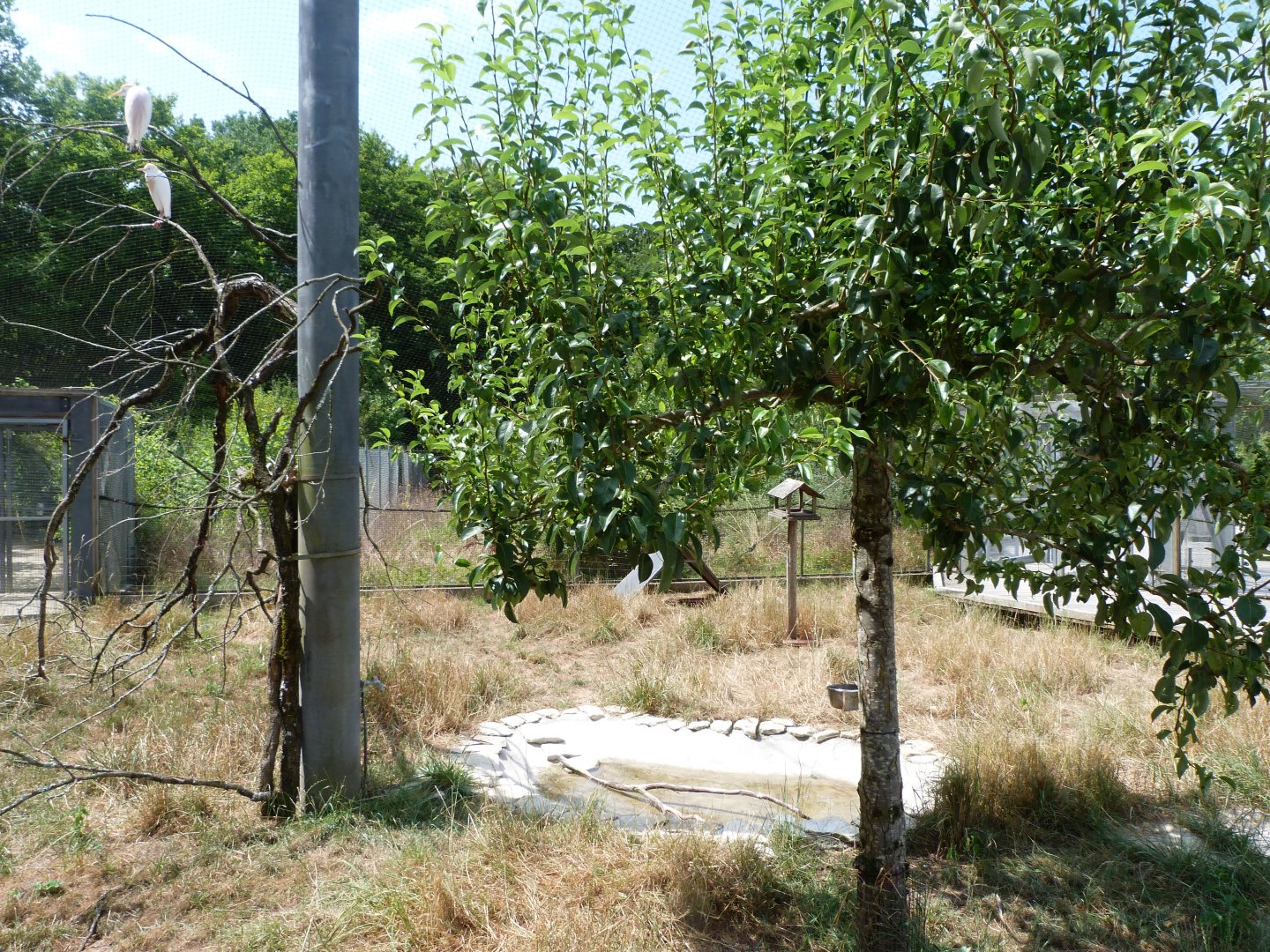 Common pheasant, Eurasian collared dove and Western cattle egret exhibit -Zoodyssée (2025)