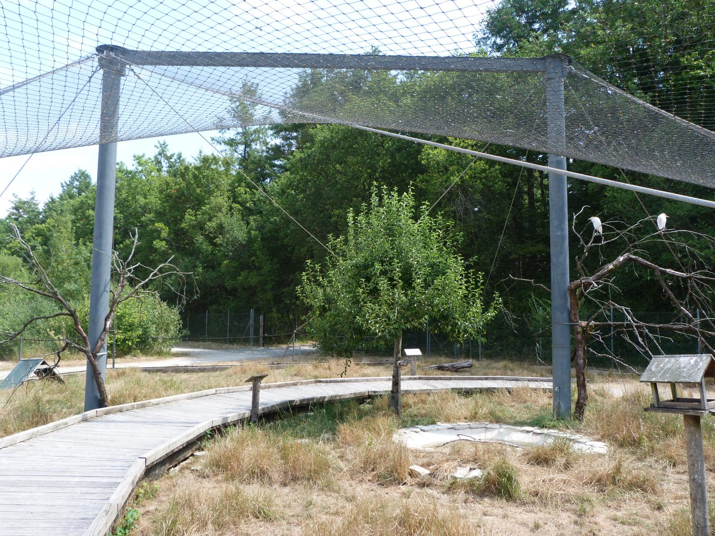 Common pheasant, Eurasian collared dove and Western cattle egret exhibit -Zoodyssée (2025)