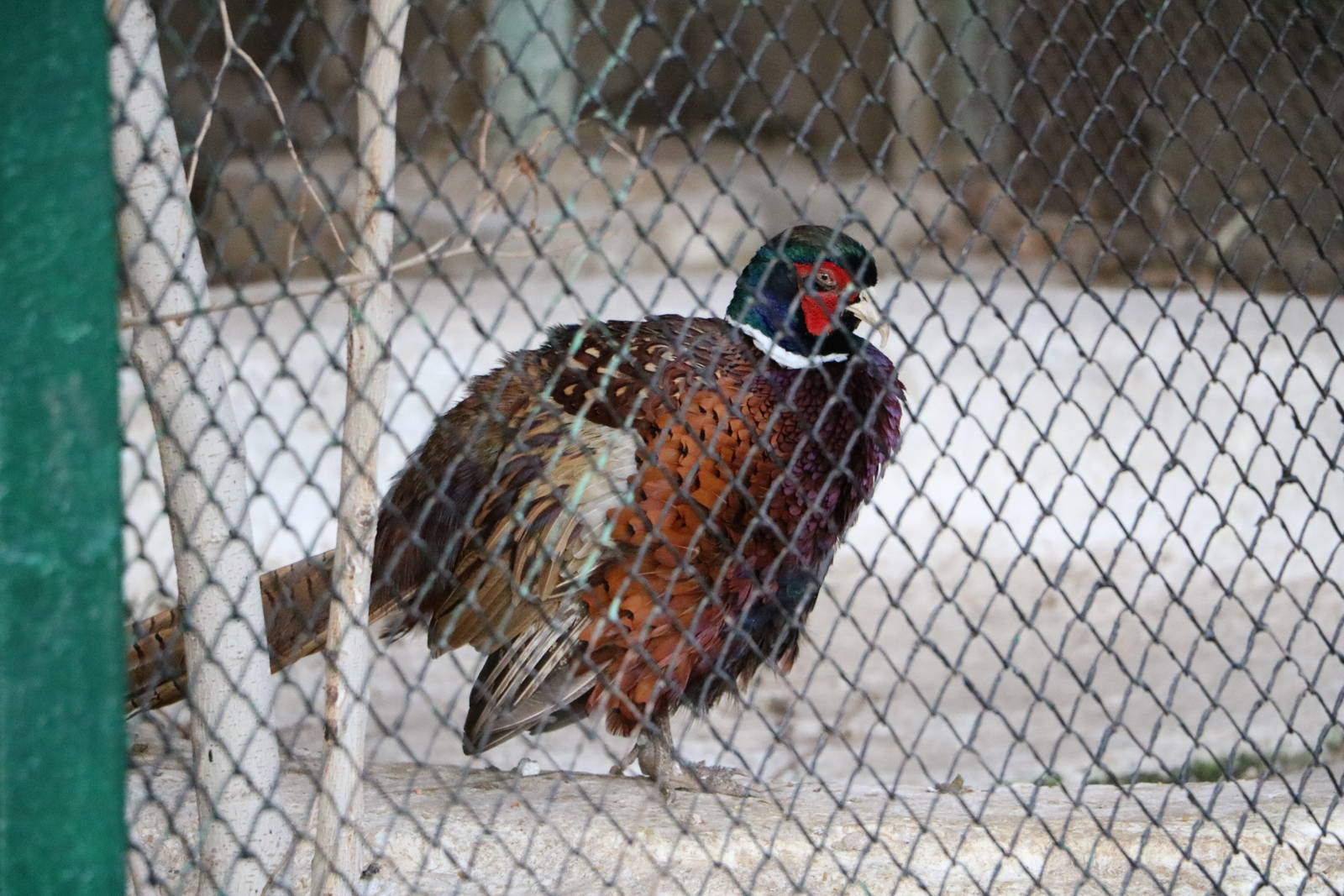 Common pheasant, February 2016