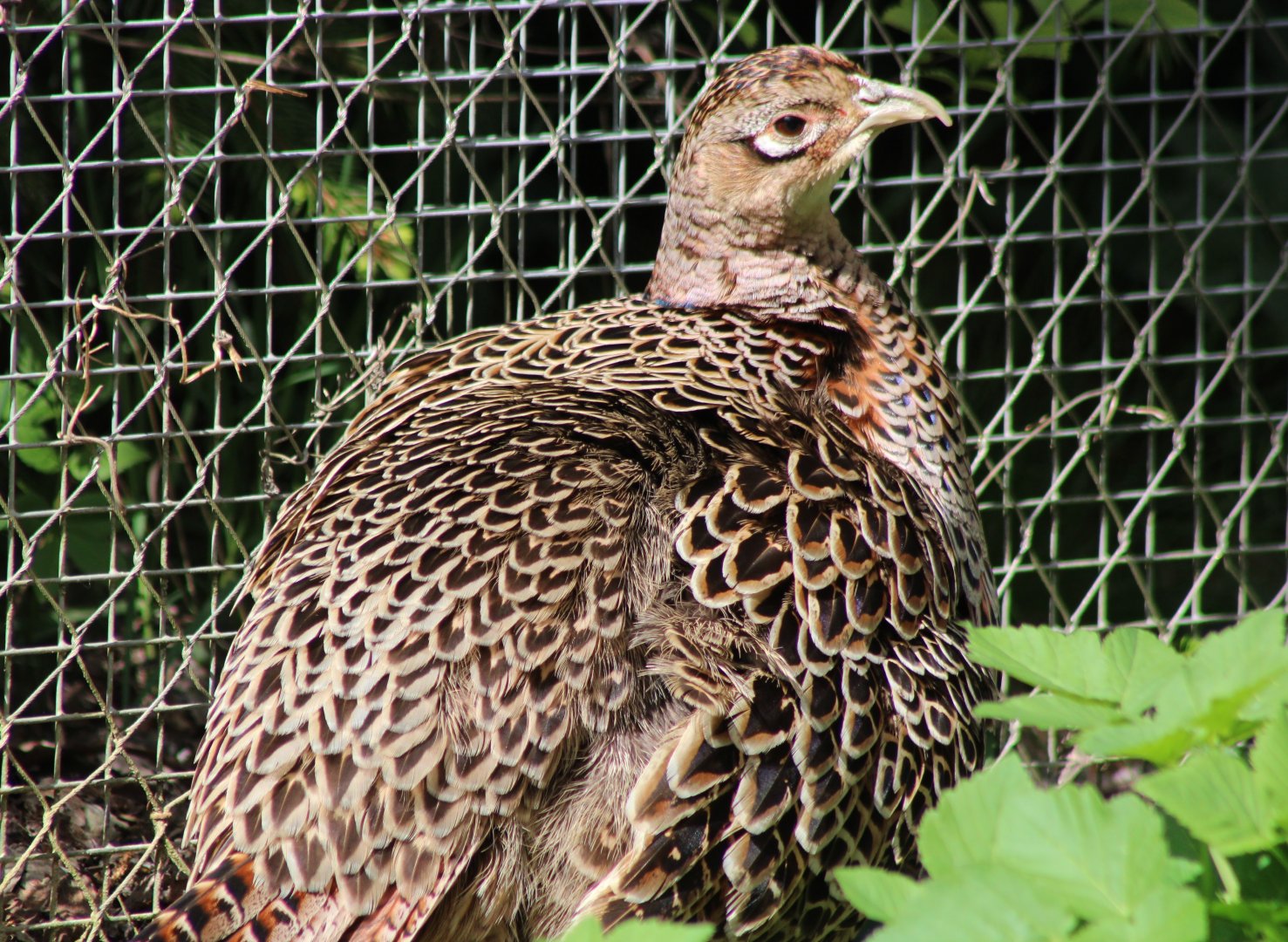 Common pheasant - female