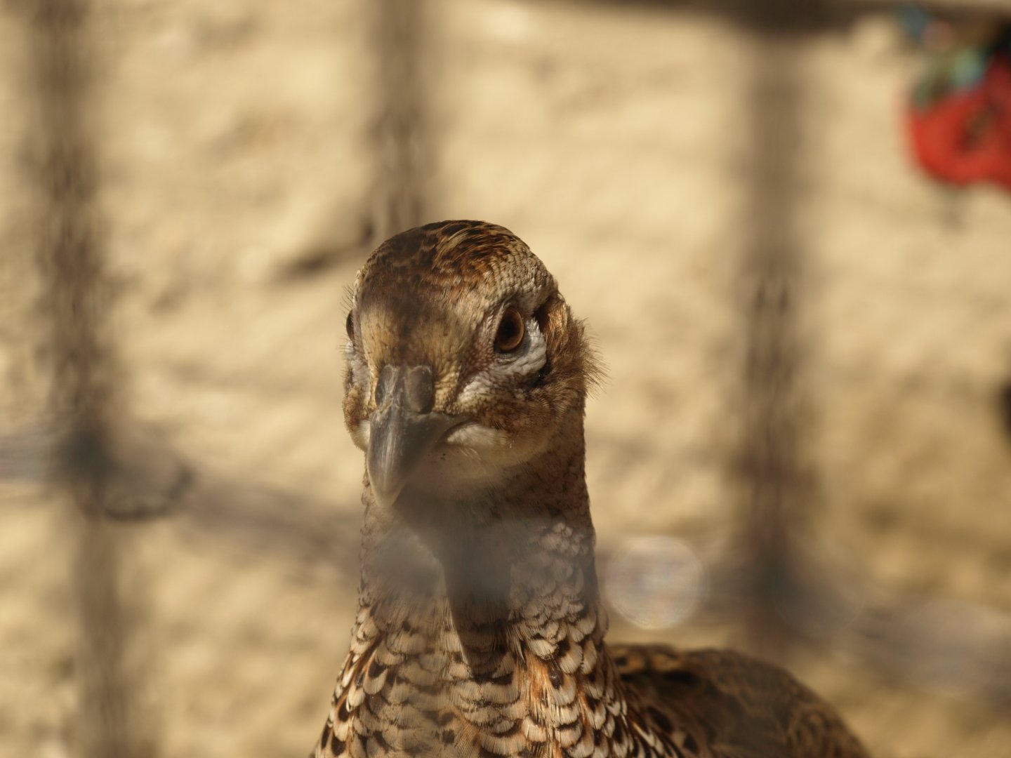 Common pheasant - Lahore zoo 8/4/2017