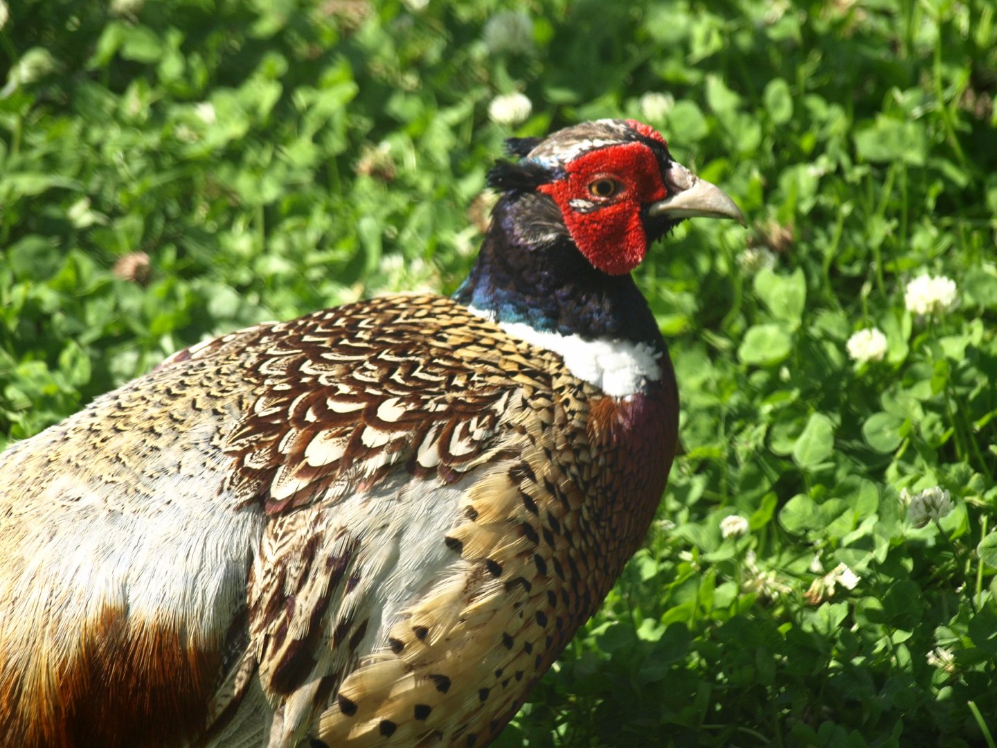 Common pheasant - Lalazar Wildlife Park 8/7/2018